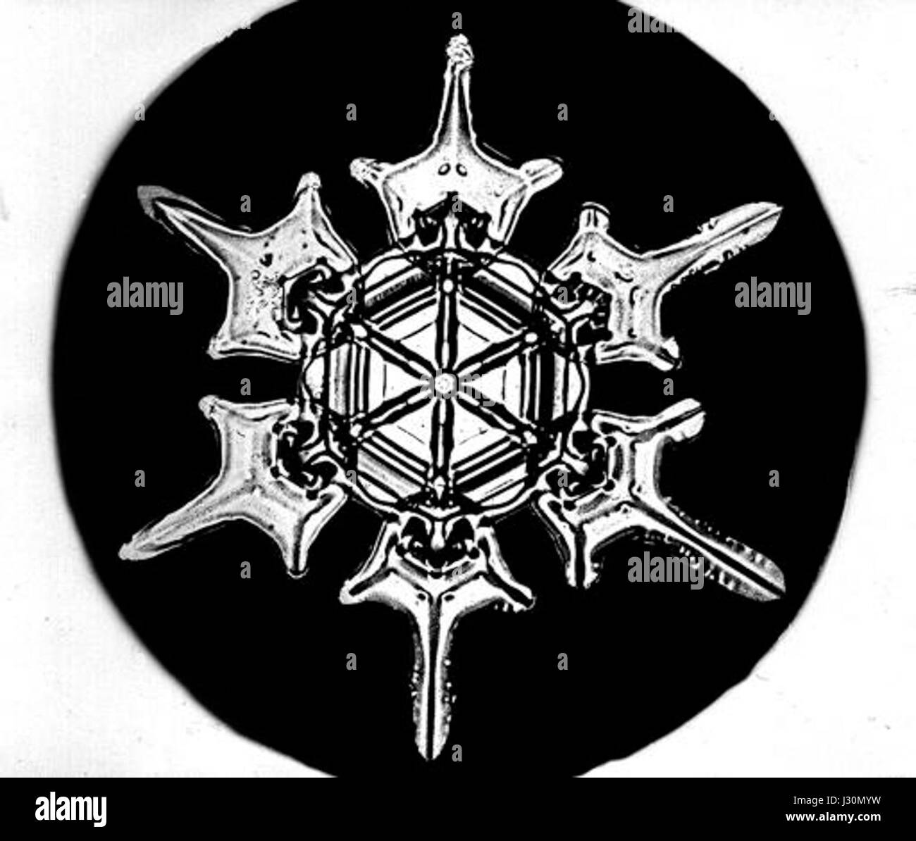 Bentley Snowflake5 Stockfoto