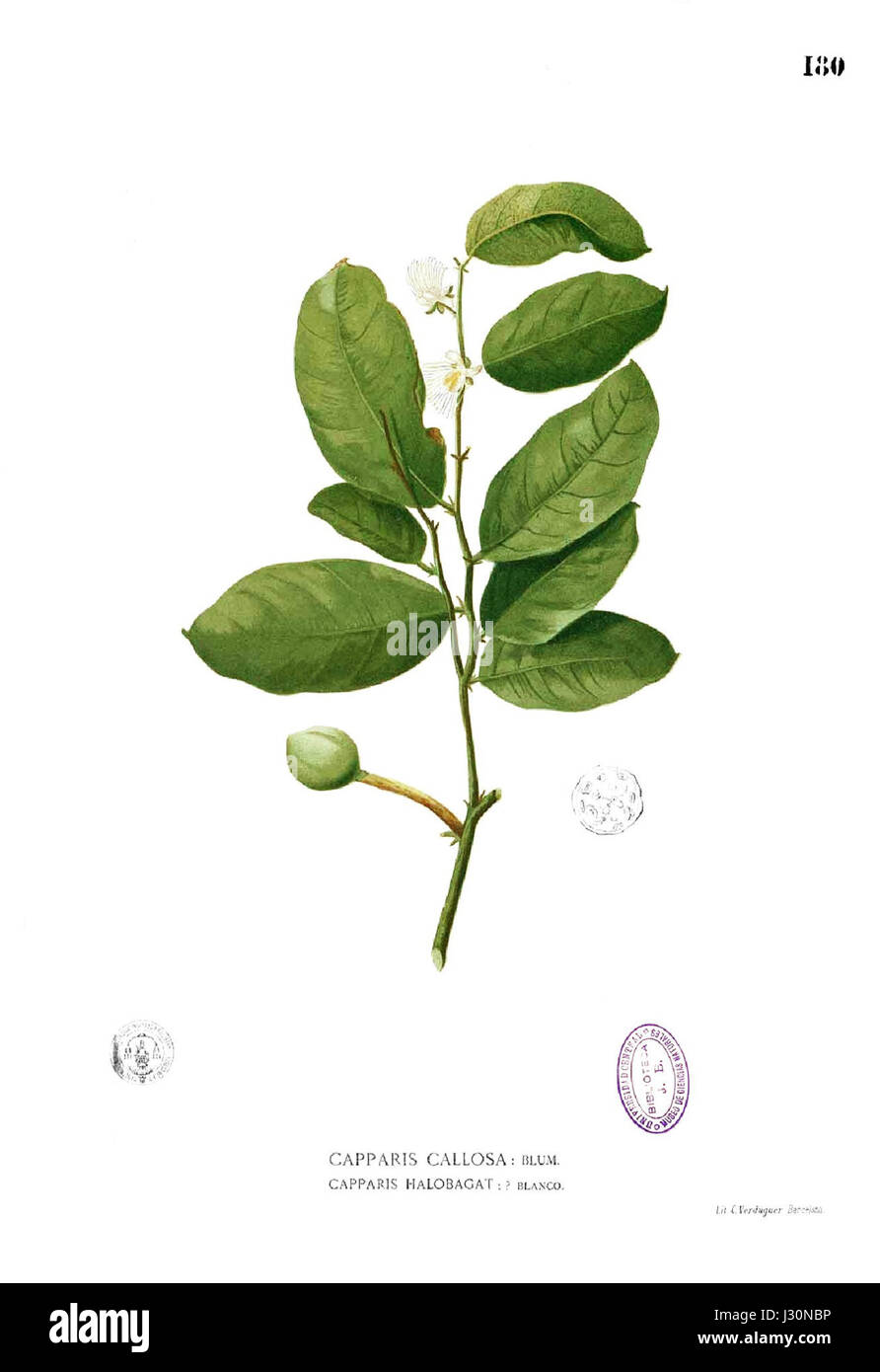 Capparis sp. Bezieht sich auf eine Art der Gattung Capparis, die oft für ihre medizinischen und kulinarischen Zwecke bekannt ist. Dieser Eintrag ist wahrscheinlich ein Verweis auf eine botanische Beschreibung von Blanco im 19. Jahrhundert. Stockfoto