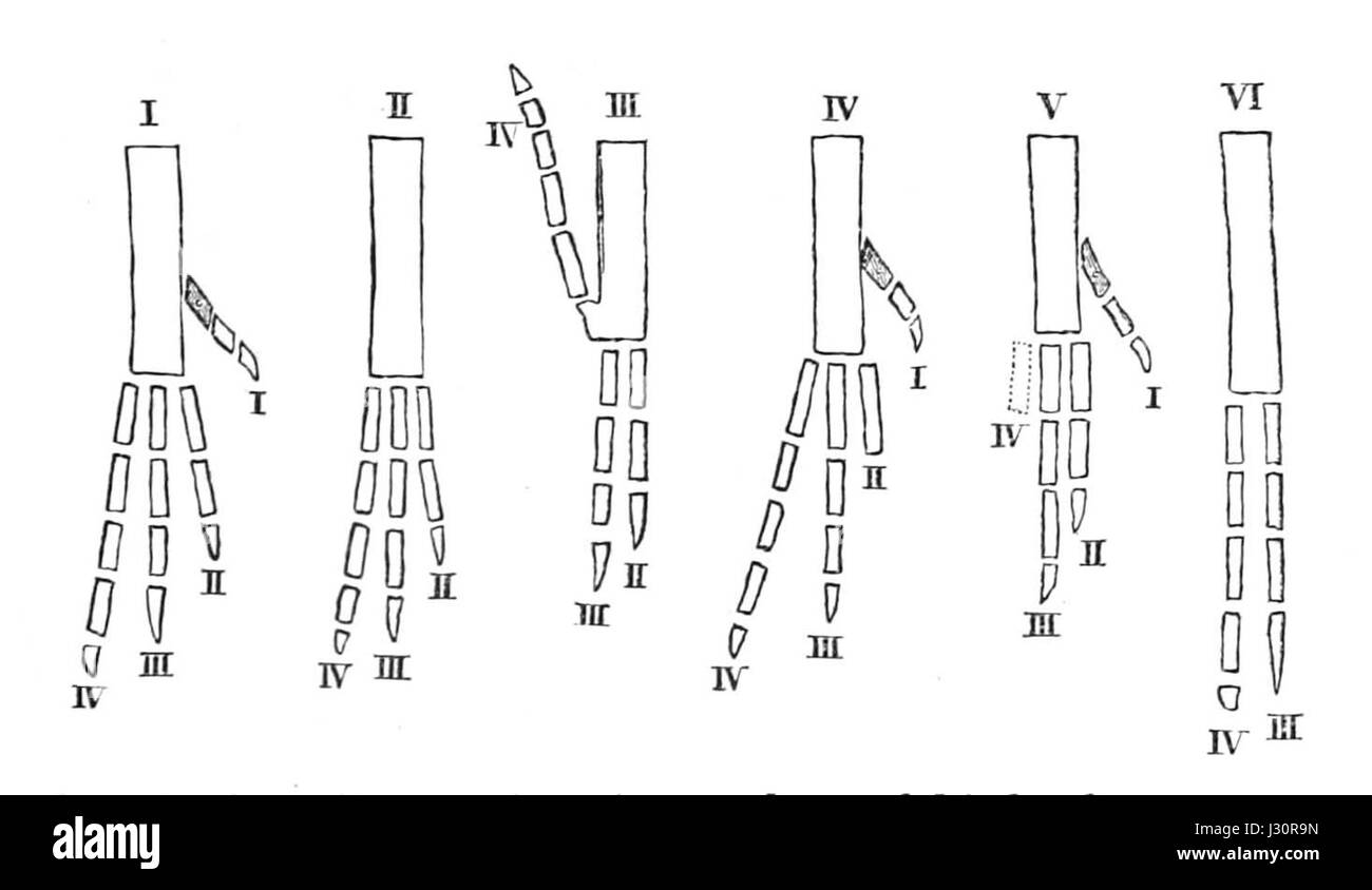 Vogel-Ziffern w.a. Forbes Stockfoto