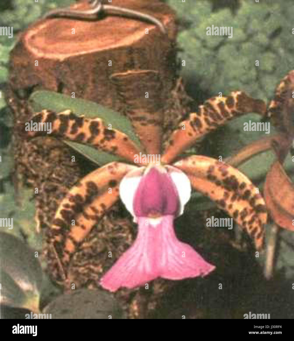 Cattleya oclandiae ist eine Orchideenart der Gattung Cattleya, die für ihre lebendigen Blüten und ihren dekorativen Wert bekannt ist. Er stammt aus Regionen Südamerikas und wird häufig für Zierzwecke in Gärten und Blumendekorationen angebaut. Stockfoto