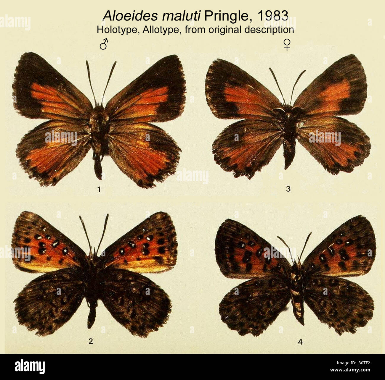 Aloeides Maluti, eine Schmetterlingsart in den Maluti-Bergen im südlichen Afrika, ist bekannt für ihre unverwechselbaren Flügel und Färbung. Diese Schmetterlingsart ist ein wichtiger Teil der Artenvielfalt der Region. Stockfoto