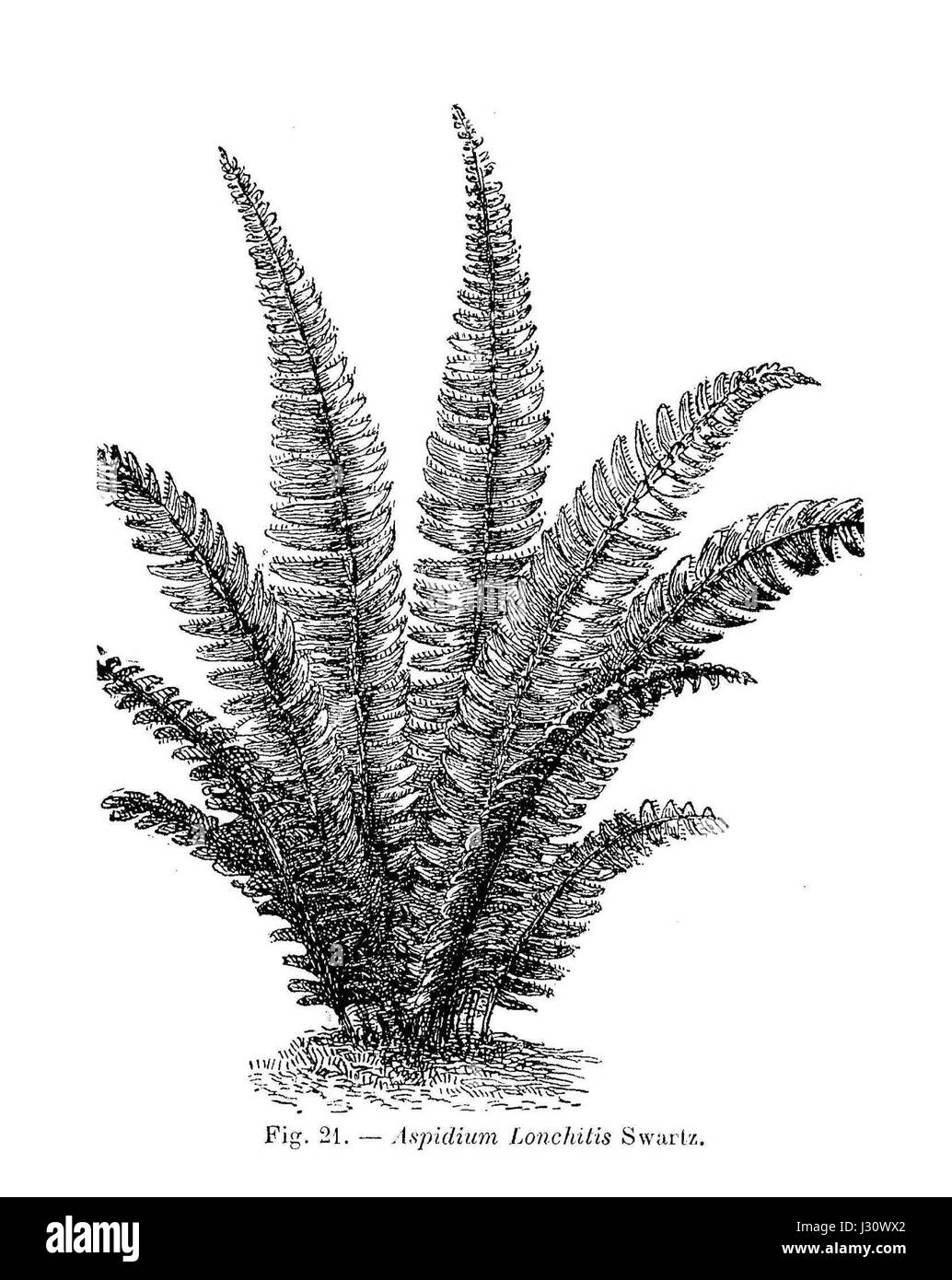 Aspidium lonchitis, auch bekannt als hartzunge Farn, ist eine in Europa und Asien heimische Farnart. Er zeichnet sich durch seine schmalen, bandartigen Wedel aus und kommt häufig in feuchten, schattigen Umgebungen wie Wäldern oder Bachufern vor. Stockfoto