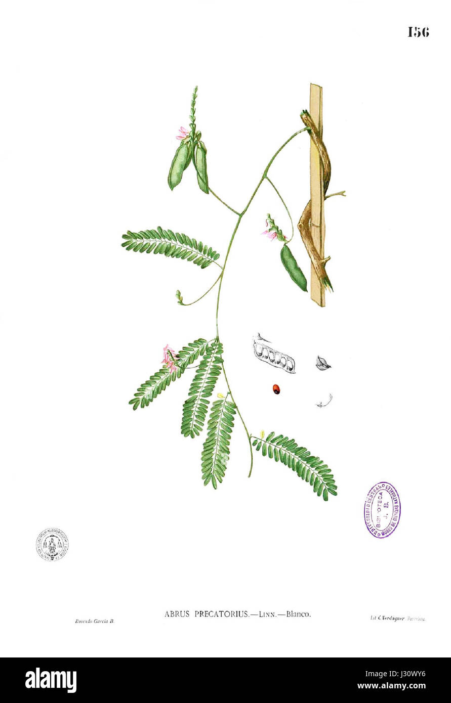 Abrus precatorius, auch bekannt als Rosenkranzerbse, ist eine Pflanzenart, die für ihre toxischen Samen bekannt ist. Die Pflanze ist weit verbreitet und hat verschiedene Verwendungsmöglichkeiten, allerdings ist aufgrund der potenziellen Risiken, die mit ihrem Saatgut verbunden sind, Vorsicht geboten. Stockfoto