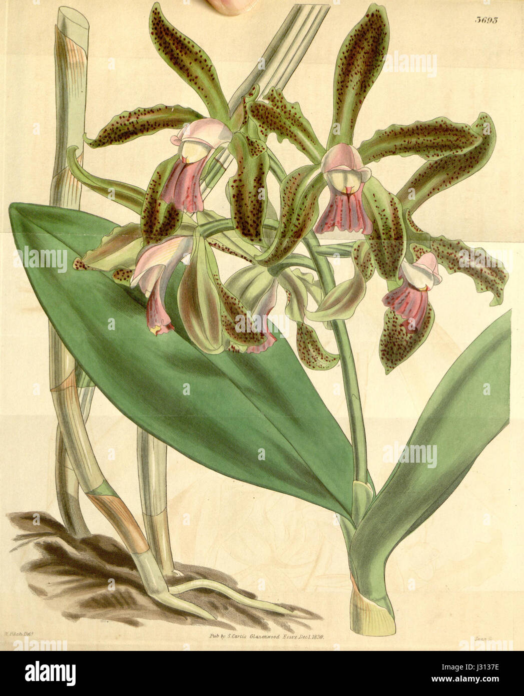 Diese Illustration zeigt Cattleya guttata, eine Orchideenart, die 1839 in Curtis' Botanical Magazine veröffentlicht wurde. Die Blume ist bekannt für ihr charakteristisches geflecktes Aussehen und gehört zur Gattung Cattleya, die für ihre lebendigen und exotischen Blüten bekannt ist. Stockfoto