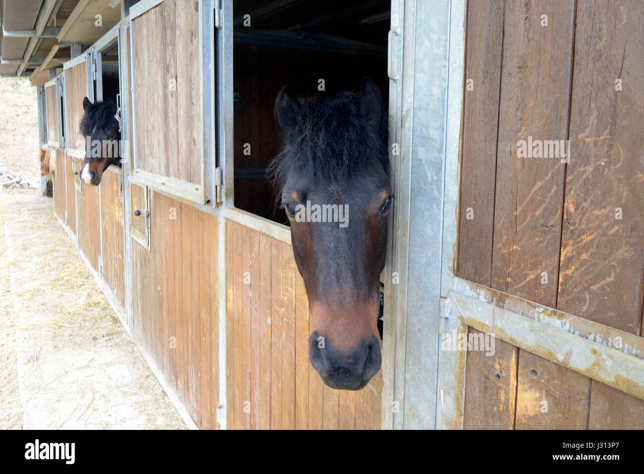 Bardigiano stallion Fotos und Bildmaterial in hoher Auflösung Alamy