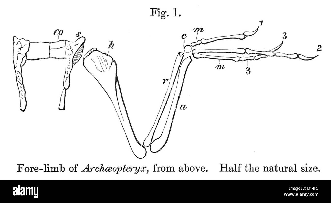 Archaeopteryx macrura, eine ausgestorbene prähistorische Vogelart, ist bekannt für seine gut erhaltenen Fossilien, insbesondere die Vorderbeine. Diese Art wurde Ende des 19. Jahrhunderts entdeckt und bietet wichtige Einblicke in die Evolution der Vögel aus Dinosauriern. Die Fossilien der Vordergliedmaßen zeigen den Übergang von Reptilienmerkmalen zu Vogelmerkmalen. Stockfoto