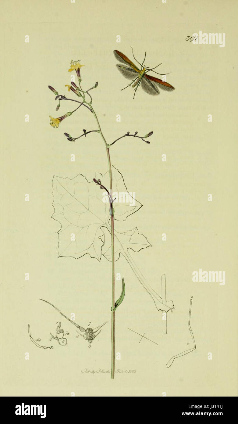 Diese Illustration aus Band 6 von „British Entomology“ zeigt verschiedene Insekten, wobei der Schwerpunkt auf der Vielfalt und Identifizierung von Arten im Vereinigten Königreich liegt. Stockfoto