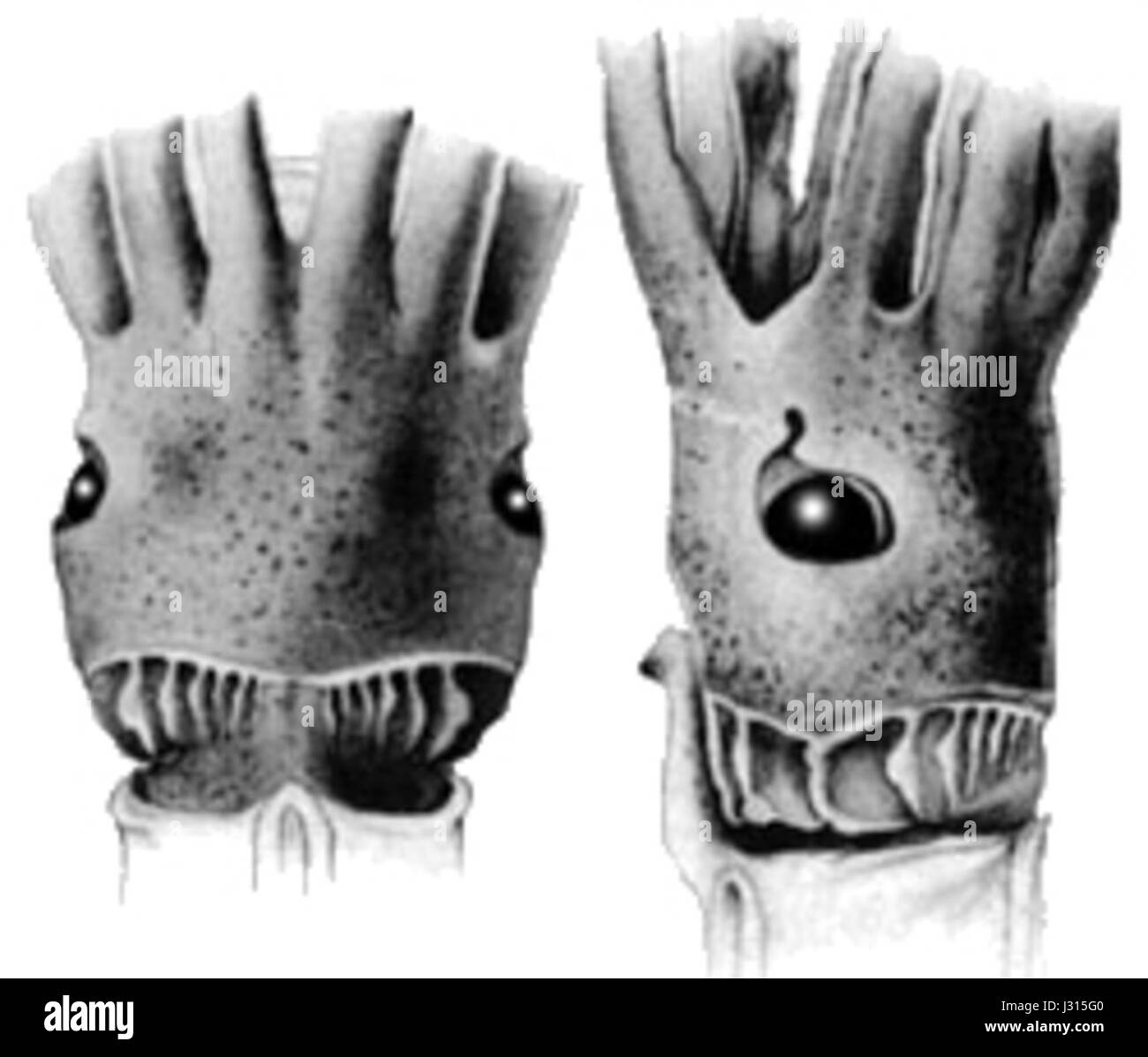 AncistrotNucFolds Stockfoto