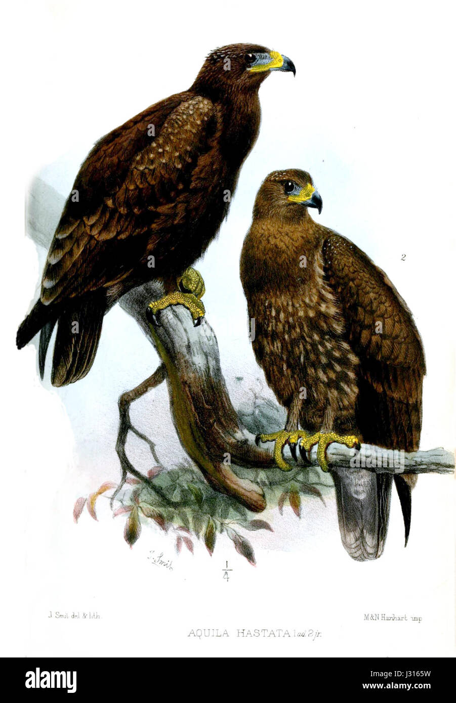 AquilaHastataSmit Stockfoto