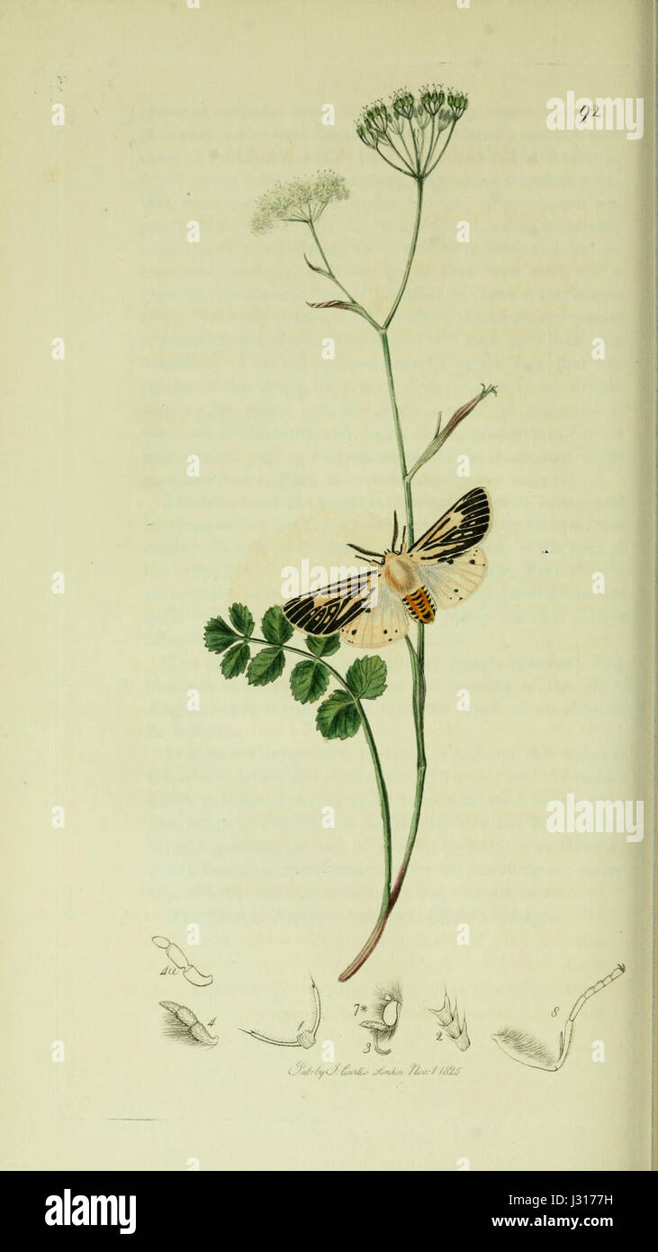 Britishentomologyvolume5Plate92 Stockfoto
