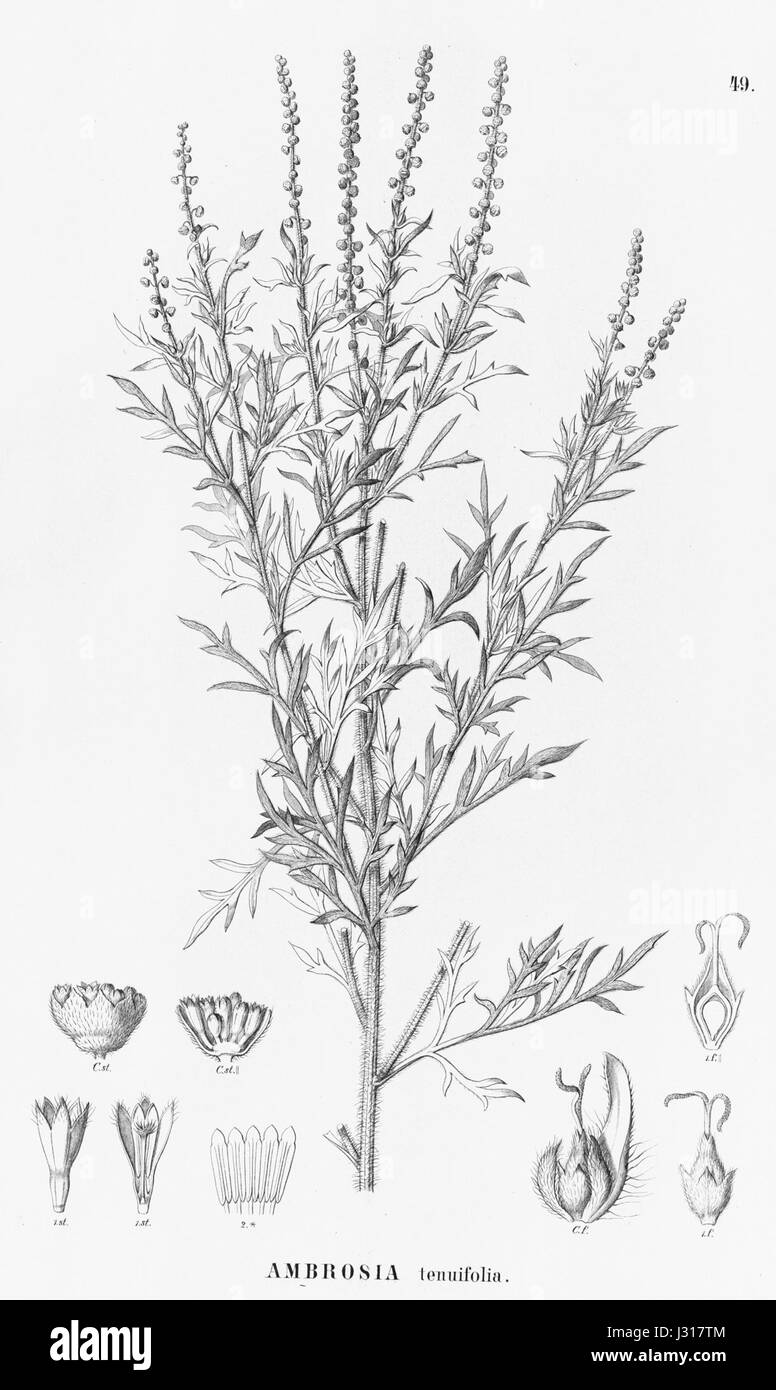 Ambrosia tenuifolia Stockfoto