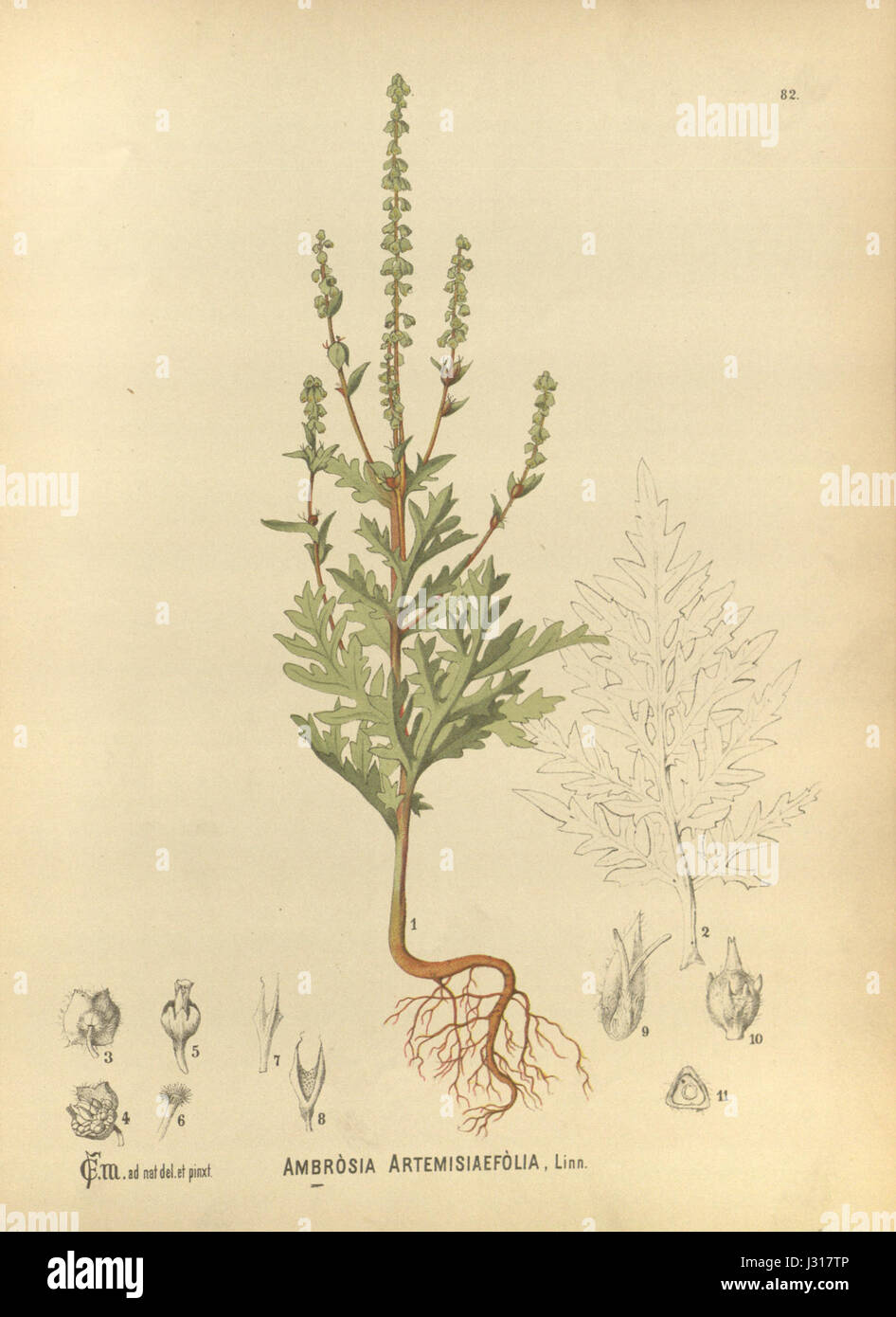 Ambrosia artemisiifolia, auch bekannt als Ragweed, ist eine Pflanzenart, die für ihre allergenen Pollen bekannt ist. Sie ist in Nordamerika weit verbreitet und kann während der Pollensaison allergische Reaktionen auslösen. Stockfoto