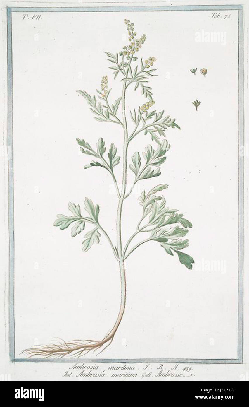 Ambrosia maritima Stockfoto