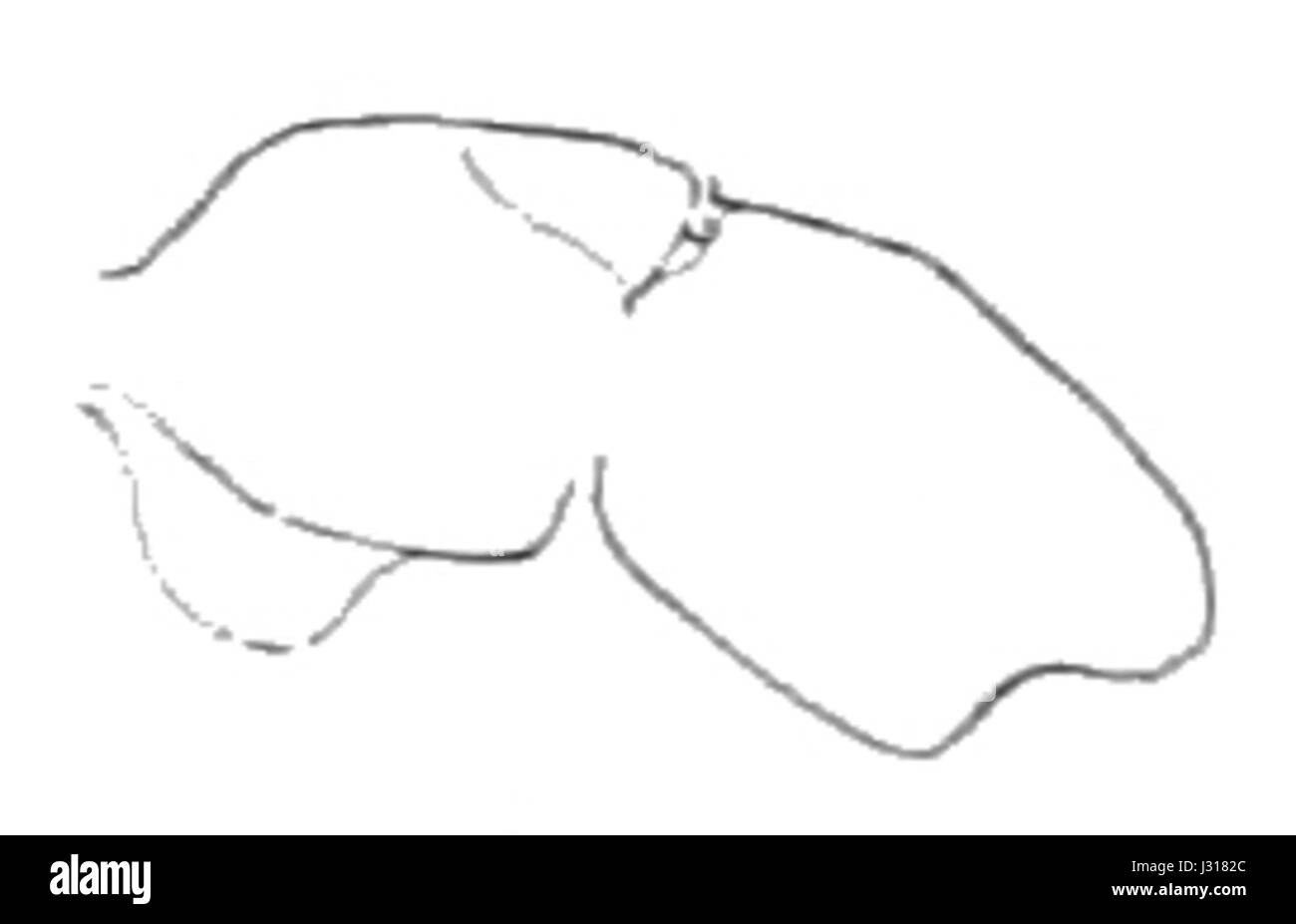 Brachymyrmex australis ist eine in Australien vorkommende Ameisenart, die für ihre geringe Größe und Rolle in lokalen Ökosystemen bekannt ist, insbesondere bei der Bewirtschaftung von Pflanzenleben und organischer Materie. Stockfoto