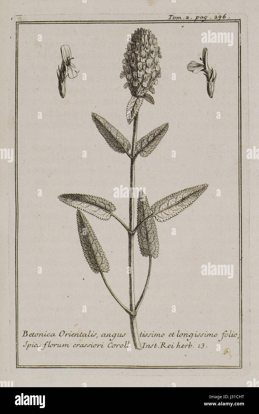 Diese botanische Beschreibung von Joseph Pitton de Tournefort aus dem Jahr 1717 beschreibt Betonica Orientalis, eine Pflanzenart mit schmalen und langen Blättern und großen Blütenspitzen. Sie ist in den botanischen Studien des frühen 18. Jahrhunderts von Bedeutung. Stockfoto