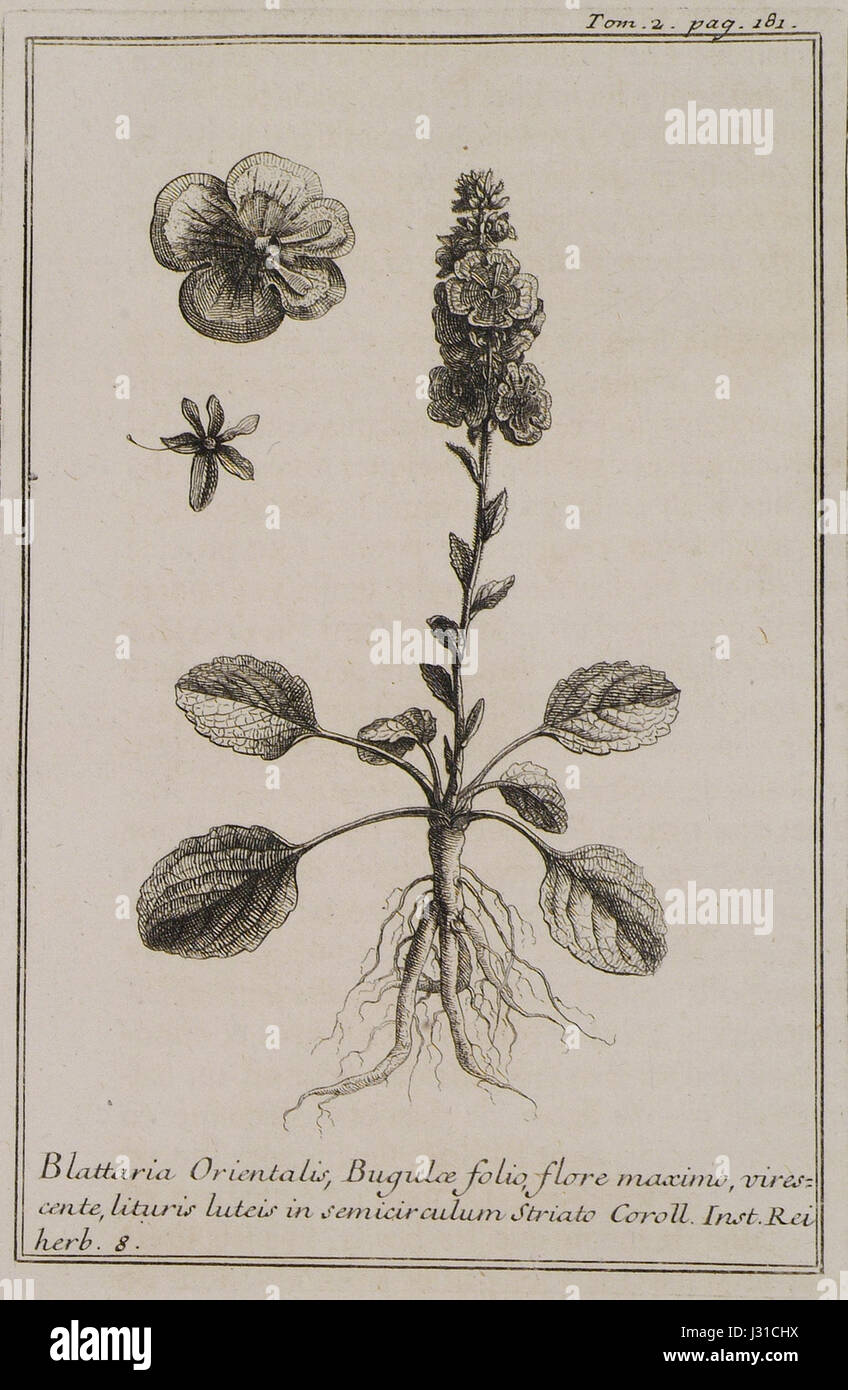 Diese botanische Illustration aus Joseph Pitton de Tournefort aus dem Jahr 1717 zeigt die Blattaria Orientalis, eine Pflanzenart, zusammen mit ihrer charakteristischen Blüte und ihren charakteristischen Eigenschaften. Die detaillierte Abbildung spiegelt botanische Studien des 18. Jahrhunderts wider. Stockfoto