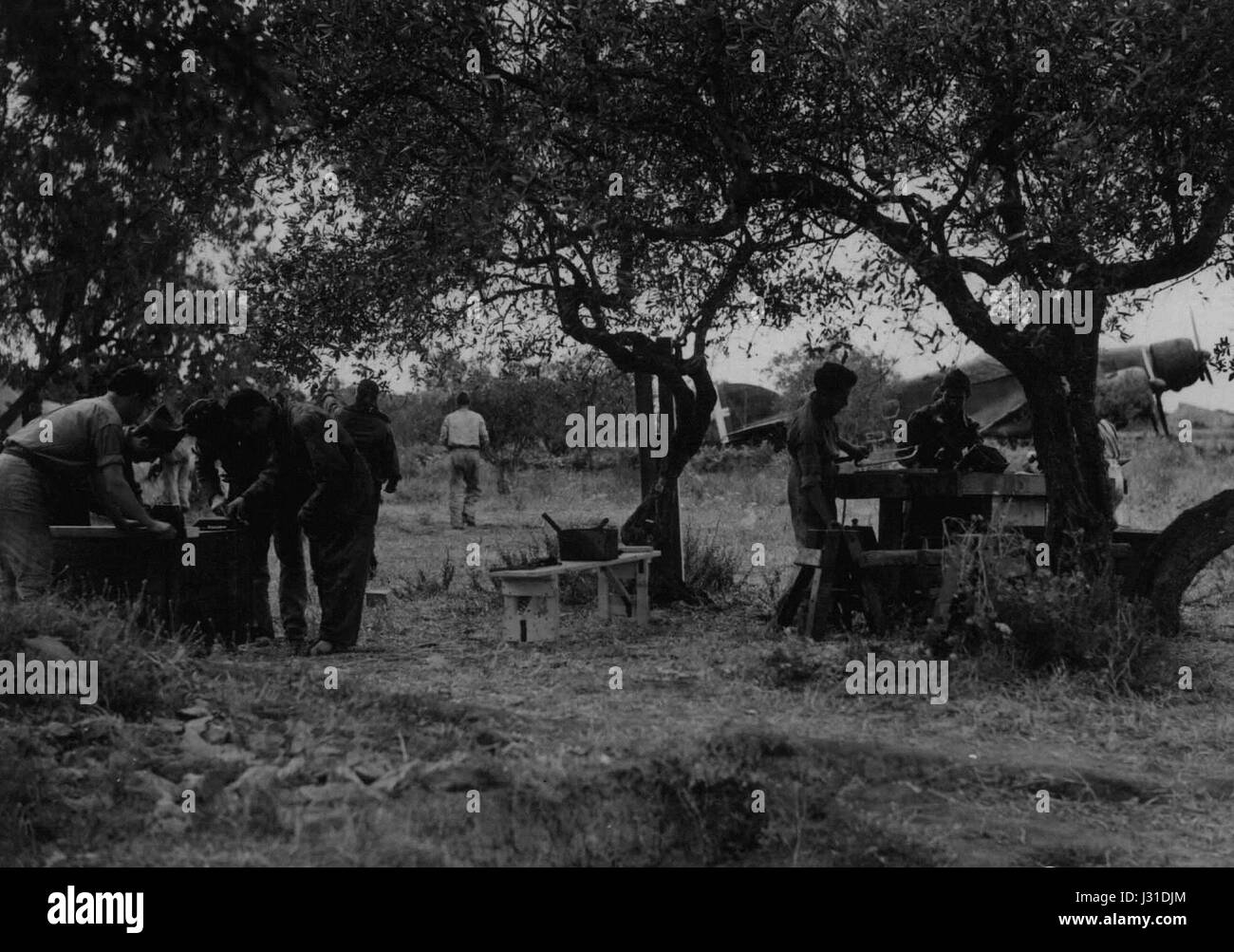 Die Savoia Marchetti S.79 Sparviero ist ein italienisches Flugzeug aus dem Zweiten Weltkrieg und zeigt es, wie es über einem Olivenhain in Sizilien fliegt. Das Flugzeug wurde während des Krieges von der italienischen Luftwaffe eingesetzt. Stockfoto