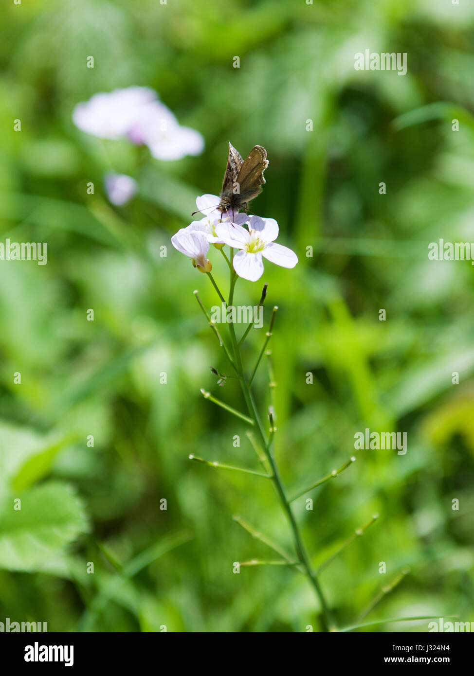 Colley Hill, Reigate, Surrey. Dienstag, 2. Mai 2017. Eine seltene und gefährdete schmuddeligen Skipper Butterfly (Erynnis Tages) macht das Beste aus dem warmen Wetter, ernähren sich von Nektar von einem Kuckuck (Damen Kittel) Wild Blume an den Hängen des Hügels Colley, Reigate, Surrey. Foto von © Lindsay Constable / Alamy Live News Stockfoto