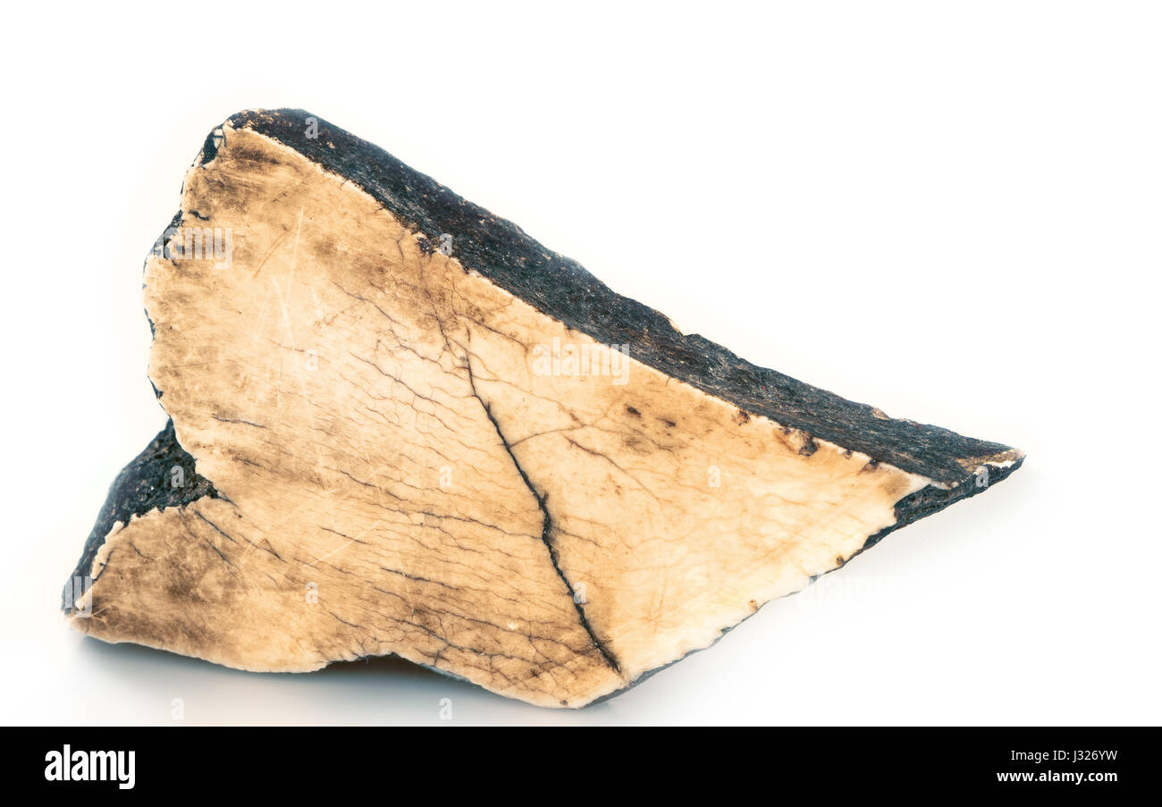 polierte fossilen Mammutzahn Stockfoto