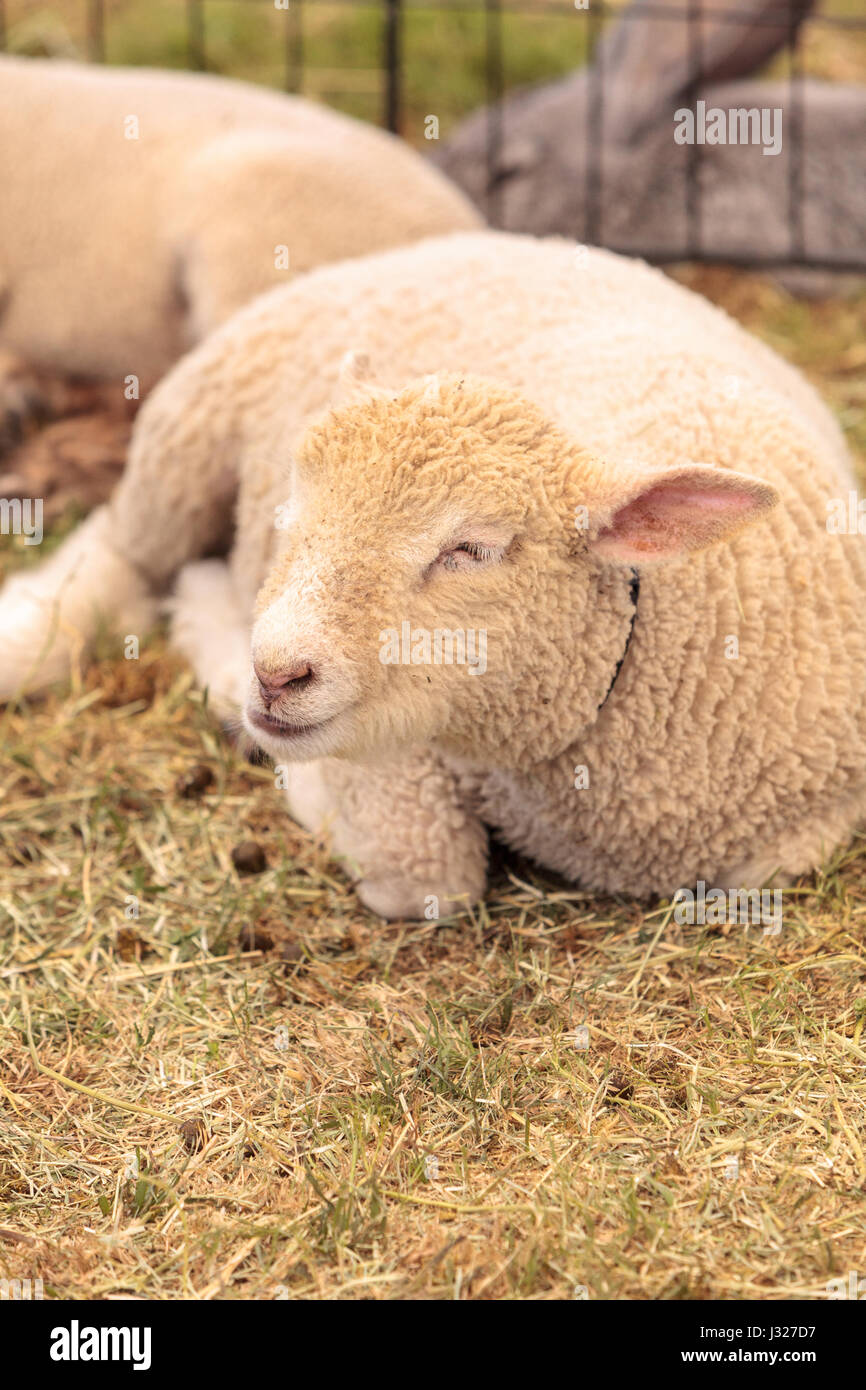 Junges Lamm Schaf ruht in einem Stift auf einem Bauernhof im Sommer Stockfoto