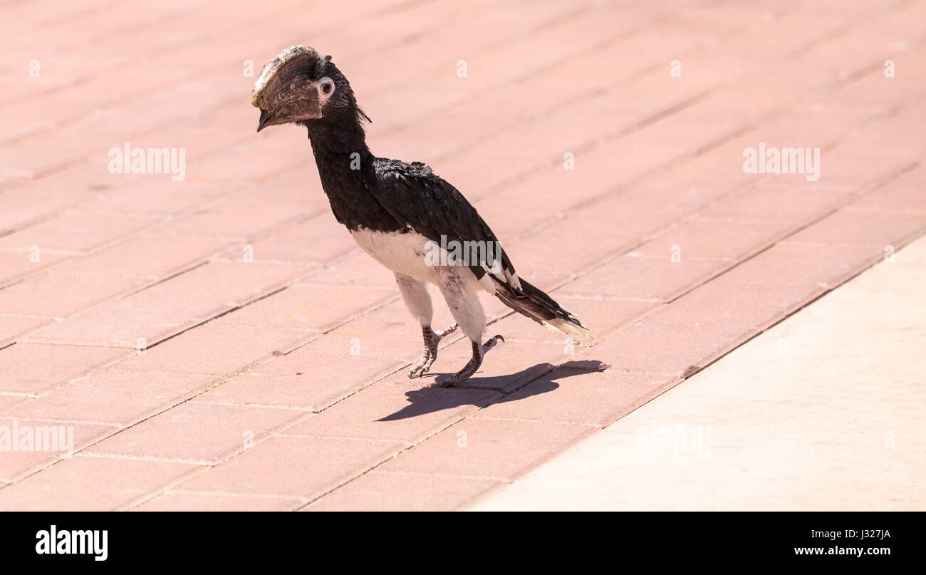 Silbrig Wangen Hornbill Vogel, Bycanistes Brevis in den Himmel oder auf dem Boden steigen kann Stockfoto