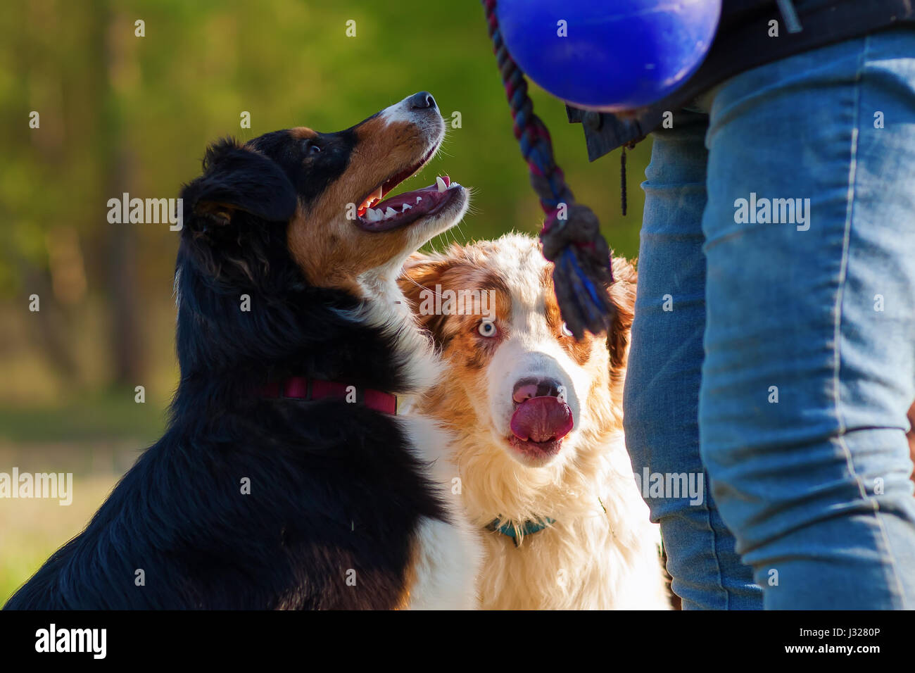 Bild einer Person mit zwei Australian Shepherds im freien Stockfoto