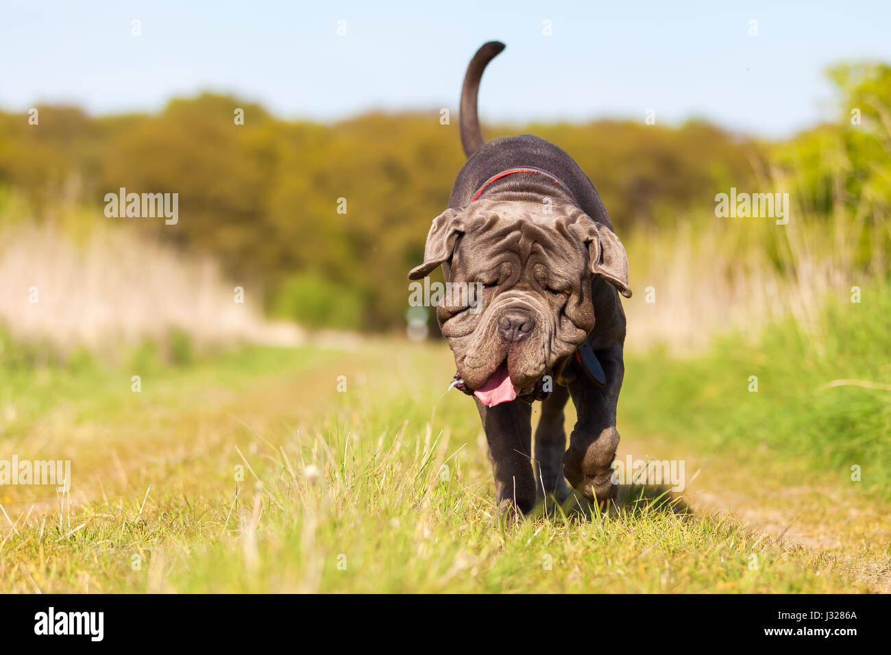 Bild von einem Mastino Napoletano laufen auf der Wiese Stockfoto