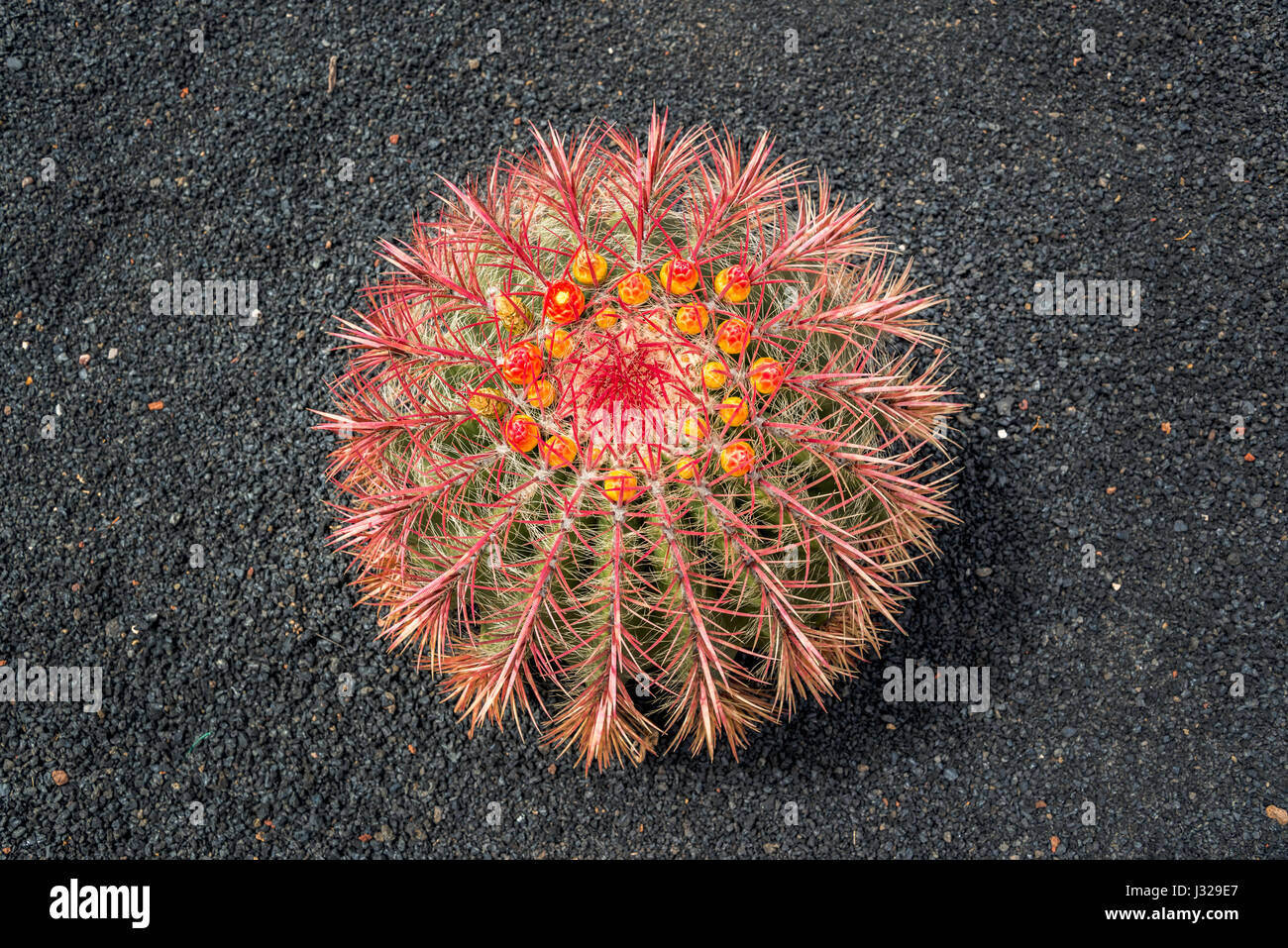 Arizona Barrel Cactus (Ferocactus Wislizeni) mit orangen Blüten, schwarze Lava Boden Hintergrund auf Lanzarote Stockfoto