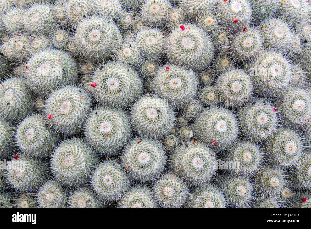 Weißen Kaktus, abstrakte Nahaufnahme von oben Stockfoto
