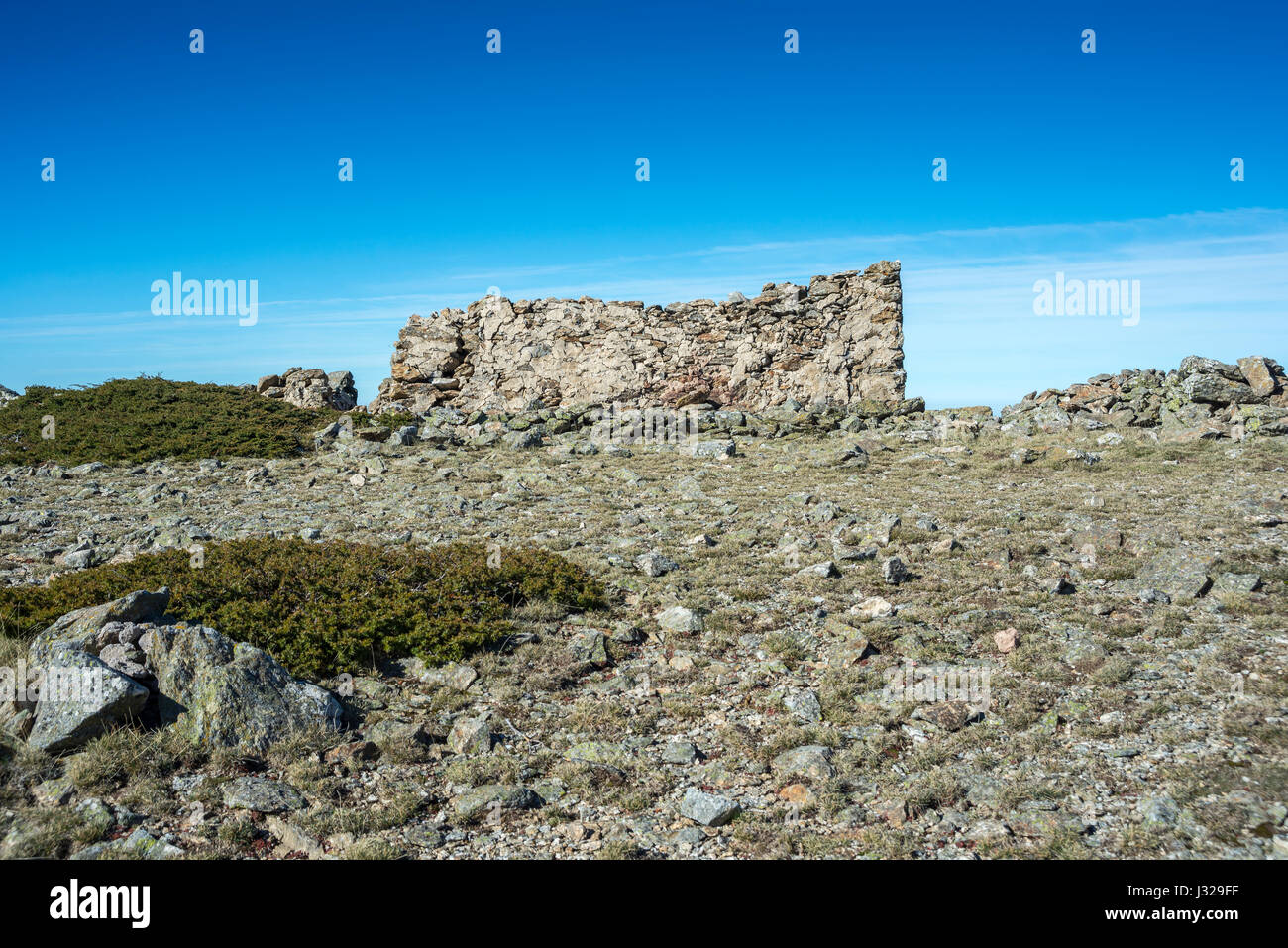 Alpine Wiesen-Schwingel (Festuca Indigesta) und gepolsterte Reisig (Juniperus Communis) Stockfoto