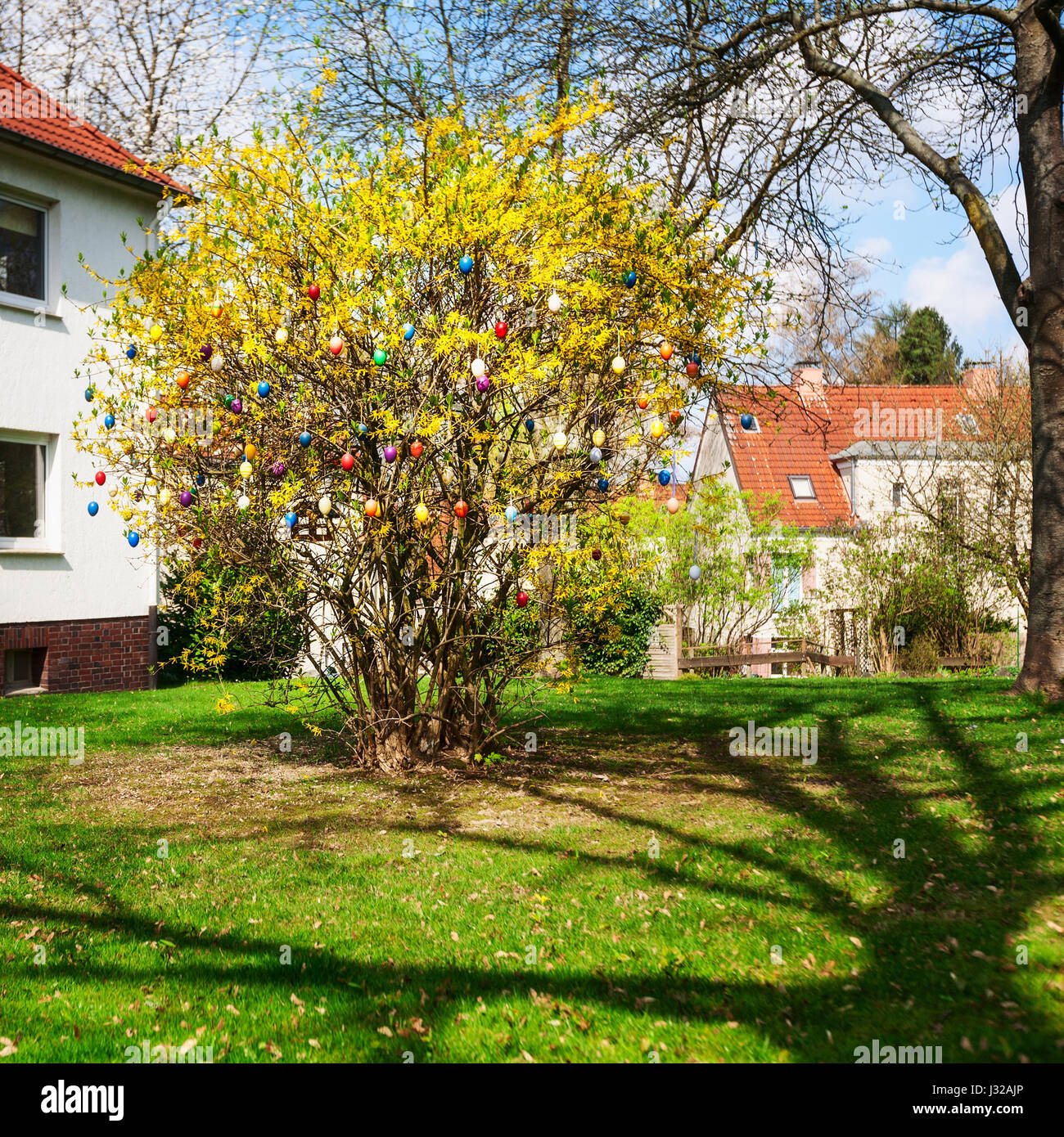 Ostereier hängen Forsythien Baum im Freien, Frühling, Dekoration und Urlaub-symbol Stockfoto
