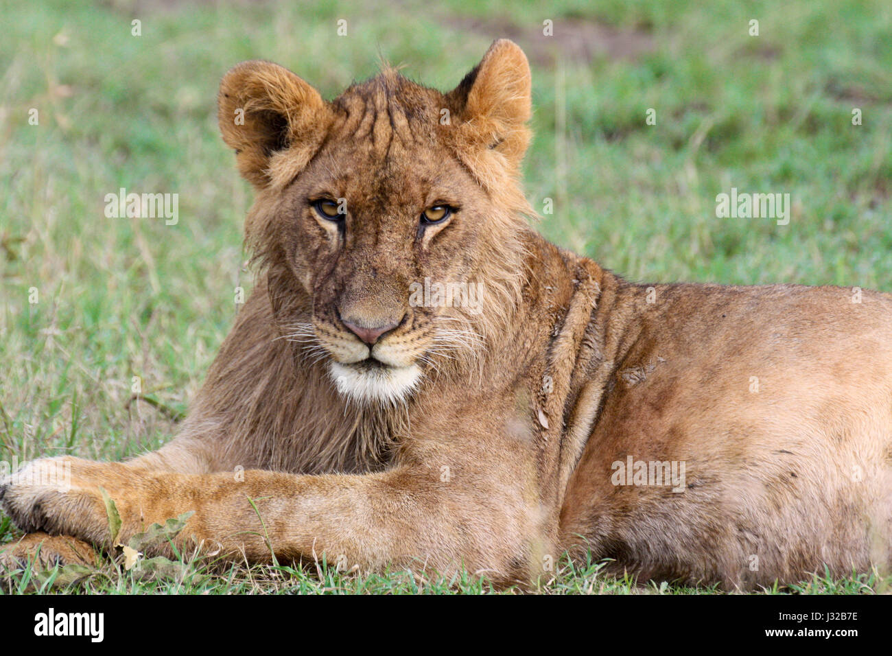 Ein junger Löwe starrt auf die Kamera. OL Pejeta Conservancy, Kenia. Stockfoto
