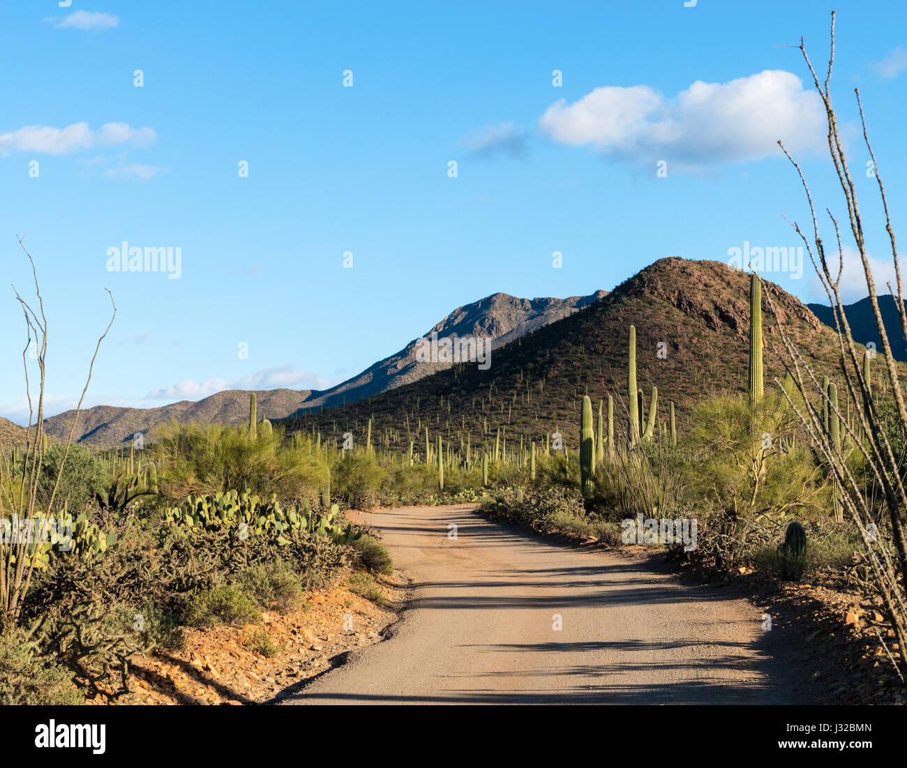 Viele Saguaro Kakteen Linie auf einem malerischen Wüste Straße in Saguaro National Park West in der Nähe von Tucson, Arizona Stockfoto