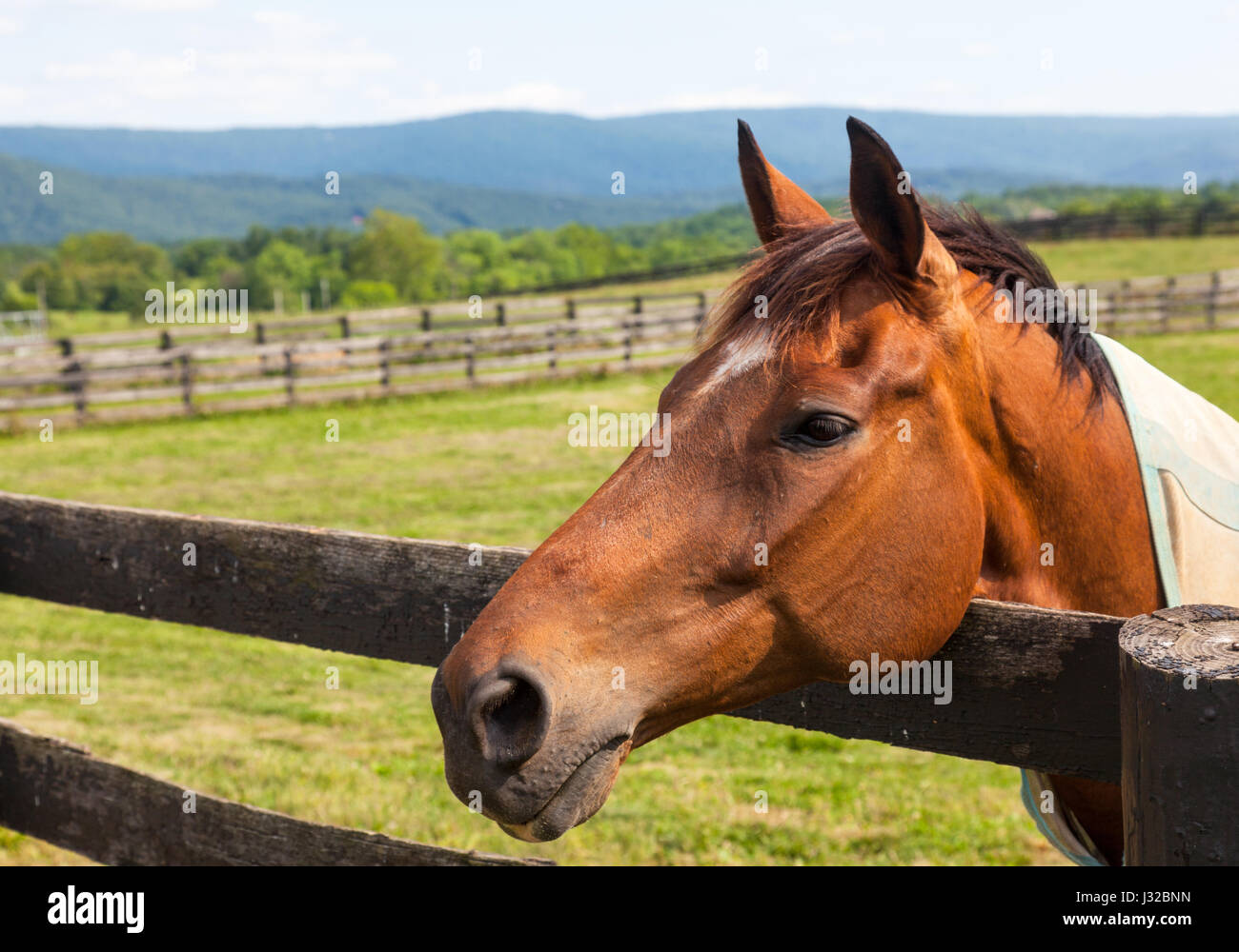 Kopf eines braunen Pferdes auf einer Wiese, stützte sich auf einen hölzernen Zaun mit Hügeln im Hintergrund Stockfoto