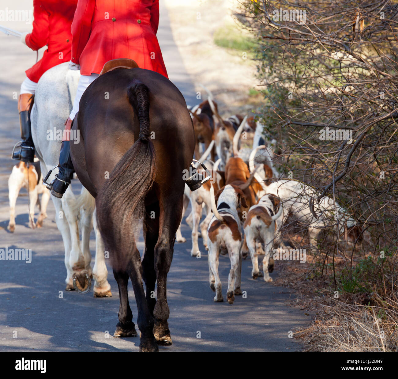 Fuchs-Jagd - Hunde und Reiter auf der Jagd Stockfoto