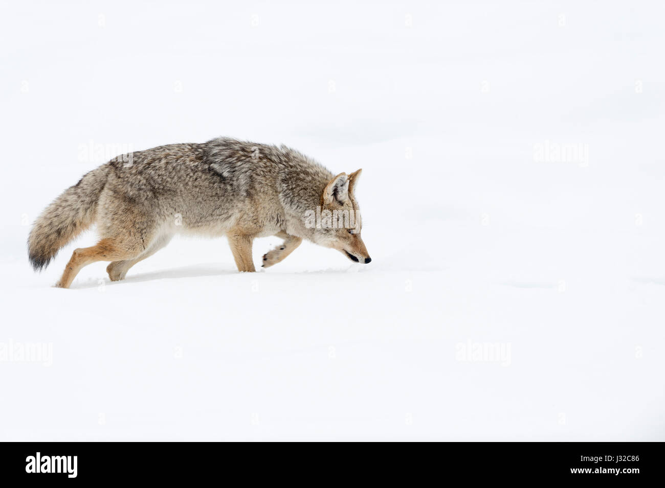 Kojote / Kojote (Canis Latrans), im Winter, Wandern durch den Tiefschnee, mit seiner Nase auf dem Boden, Jagd, Beduftung für Beute, Yellowstone NP, USA. Stockfoto