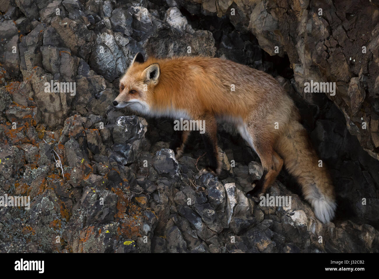 American Red Fox / Amerikanischer Rotfuchs (Vulpes Vulpes Fulva) im Winter, Klettern durch eine steile rock Gesicht, Yellowstone NP, Wyoming, USA. Stockfoto