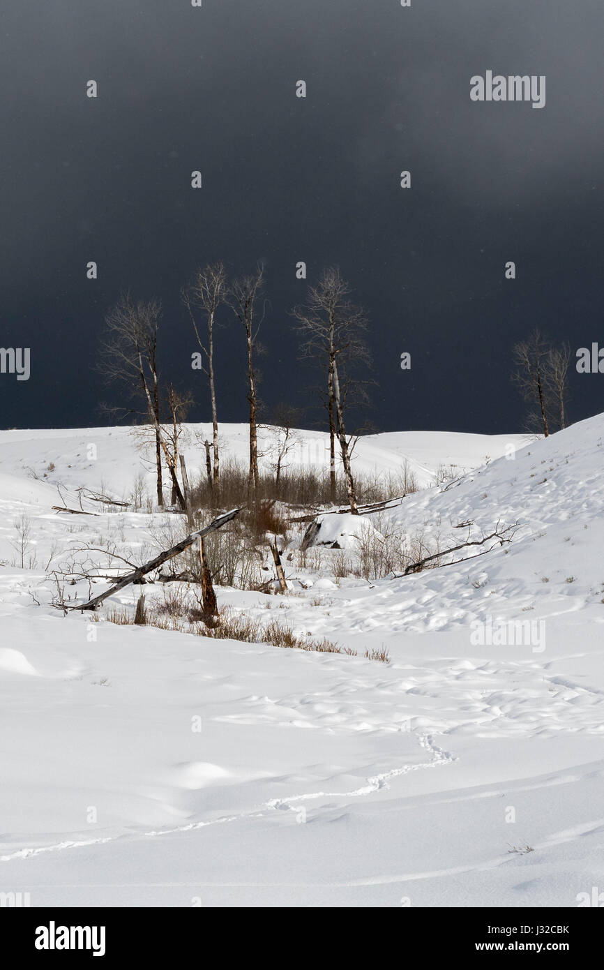 Yellowstone-Nationalpark, Lamar Valley, während ein Blizzard, Schneesturm, dunklen Himmel, starke Winde, die Strahlen Schnee von den Hügeln, Wyoming, USA. Stockfoto