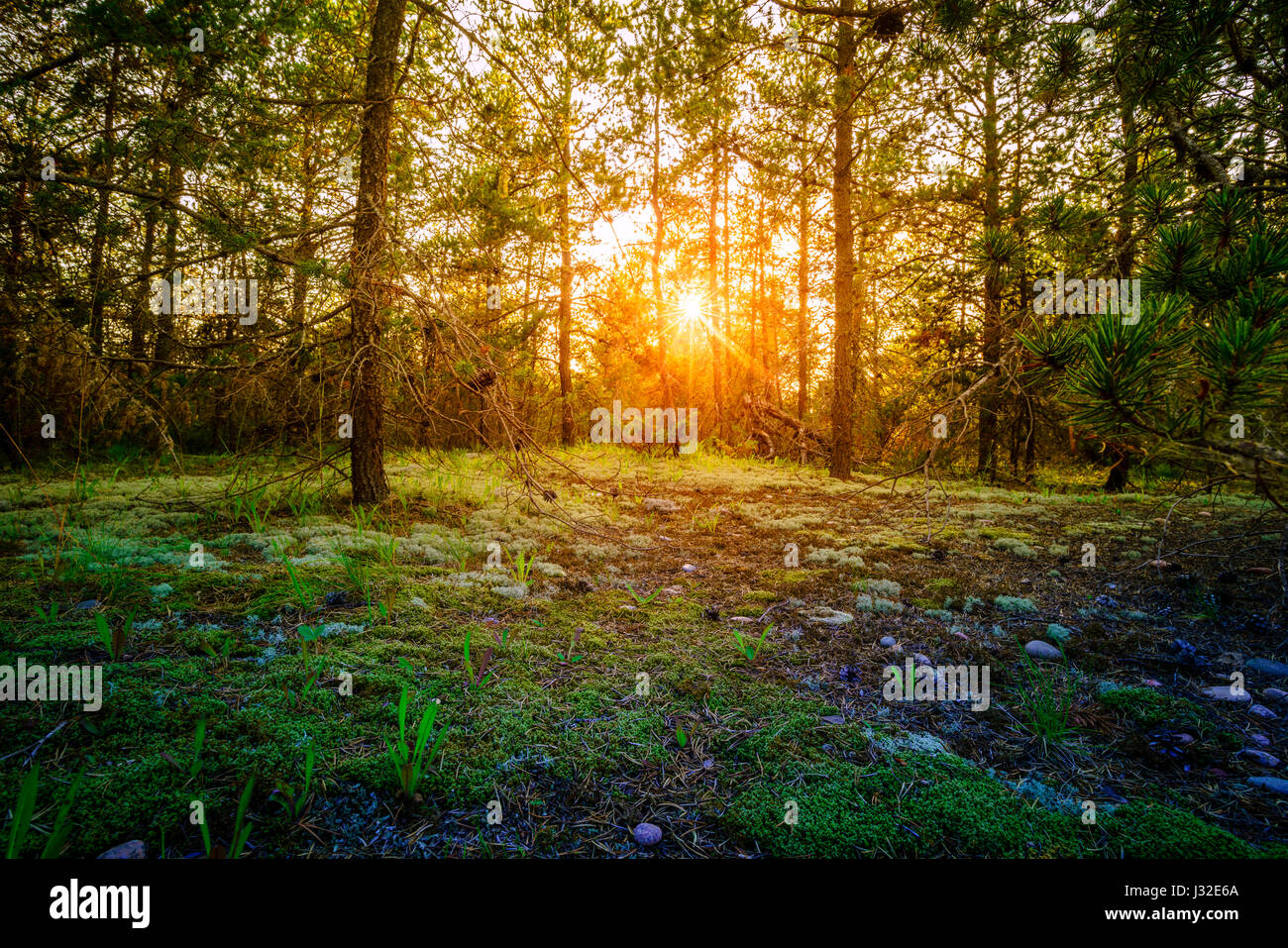 Sonne zwischen den Bäumen in Whitefish Point Bird Observatory in Michigan Stockfoto