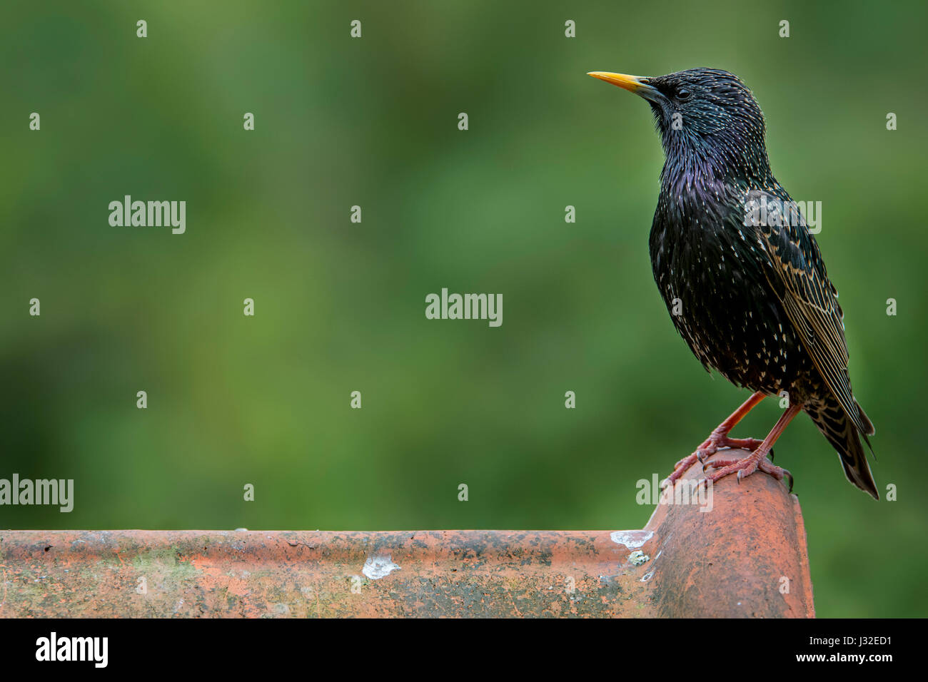 Gemeinsamen Starling / Europäische Star (Sturnus Vulgaris) männlichen gehockt Dachziegel des Hauses Stockfoto