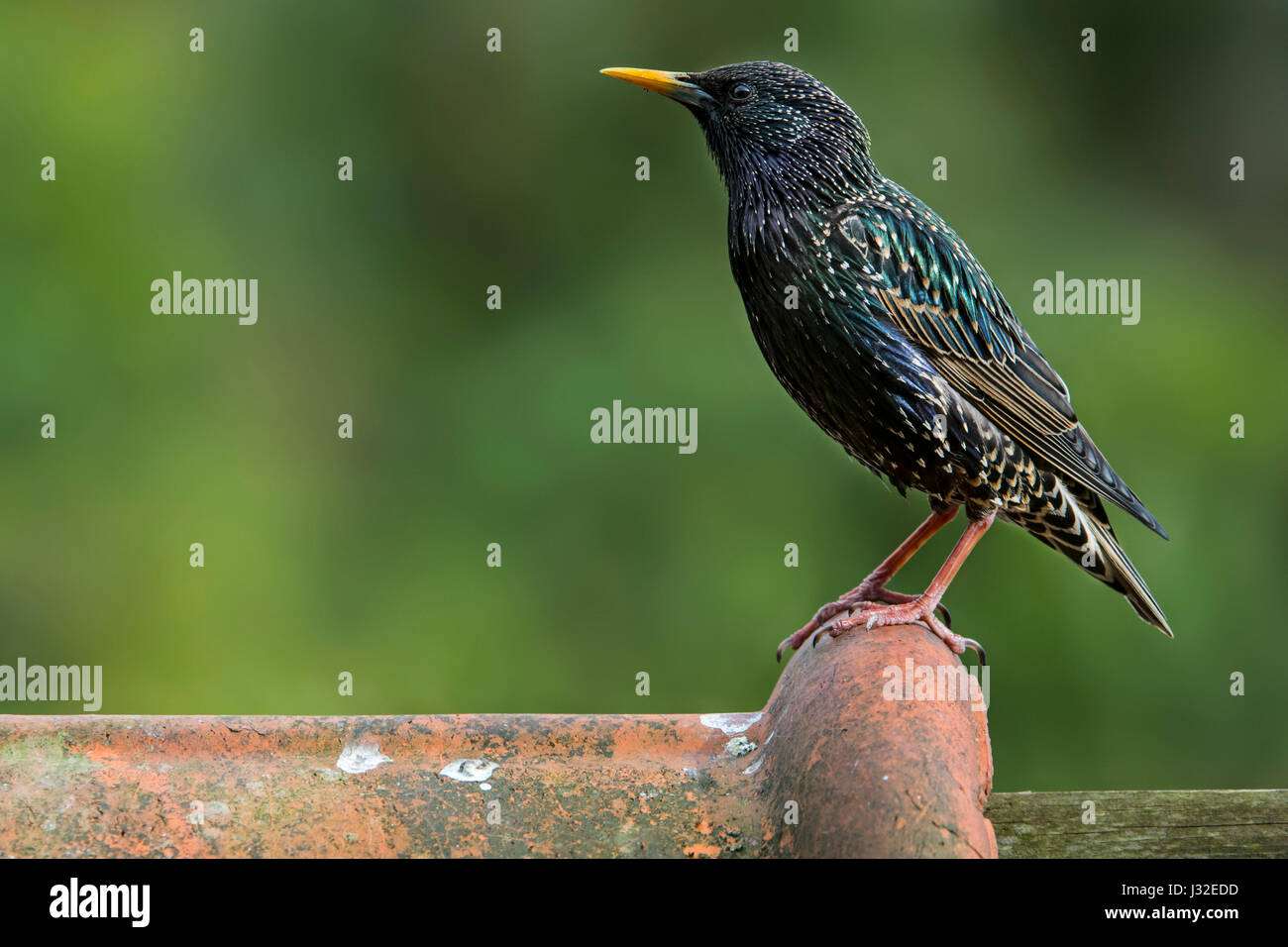 Gemeinsamen Starling / Europäische Star (Sturnus Vulgaris) männlichen gehockt Dachziegel des Hauses Stockfoto