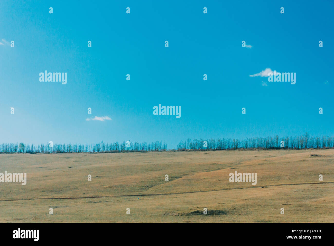 blauer Himmel, Wolke, Grünland, Wald und Baum in der Inneren Mongolei Stockfoto