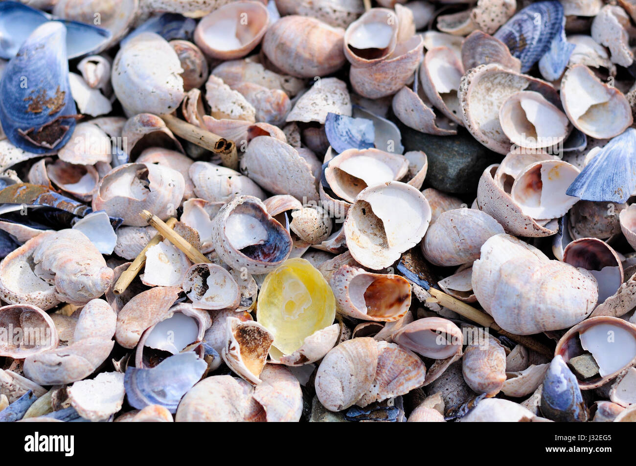 Eine einzelne gelbe Jingle Schale (Anomiide oder Anomia Simplex) auf viele verschiedene farbige Muscheln und Miesmuscheln in Sandstraenden im Long-Island-Sund Stockfoto