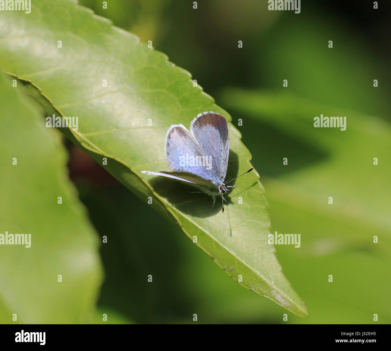 Holly Blue butterfly Stockfoto