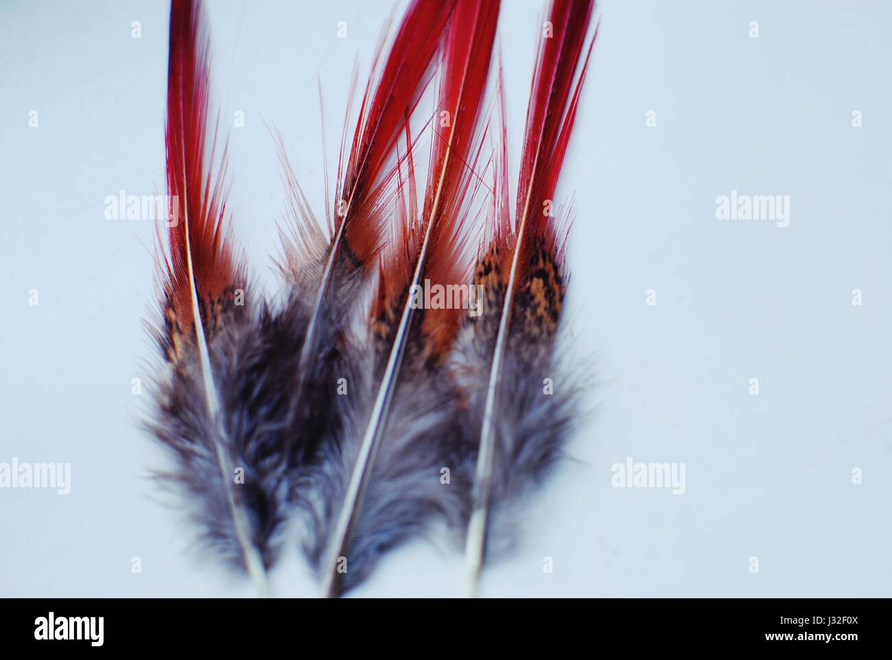 Rot endete Federn. Stockfoto