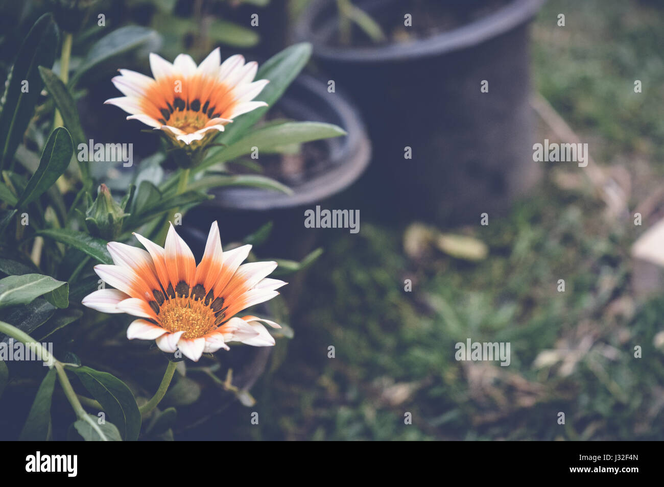 zwei weiße orange Blüten Stockfoto