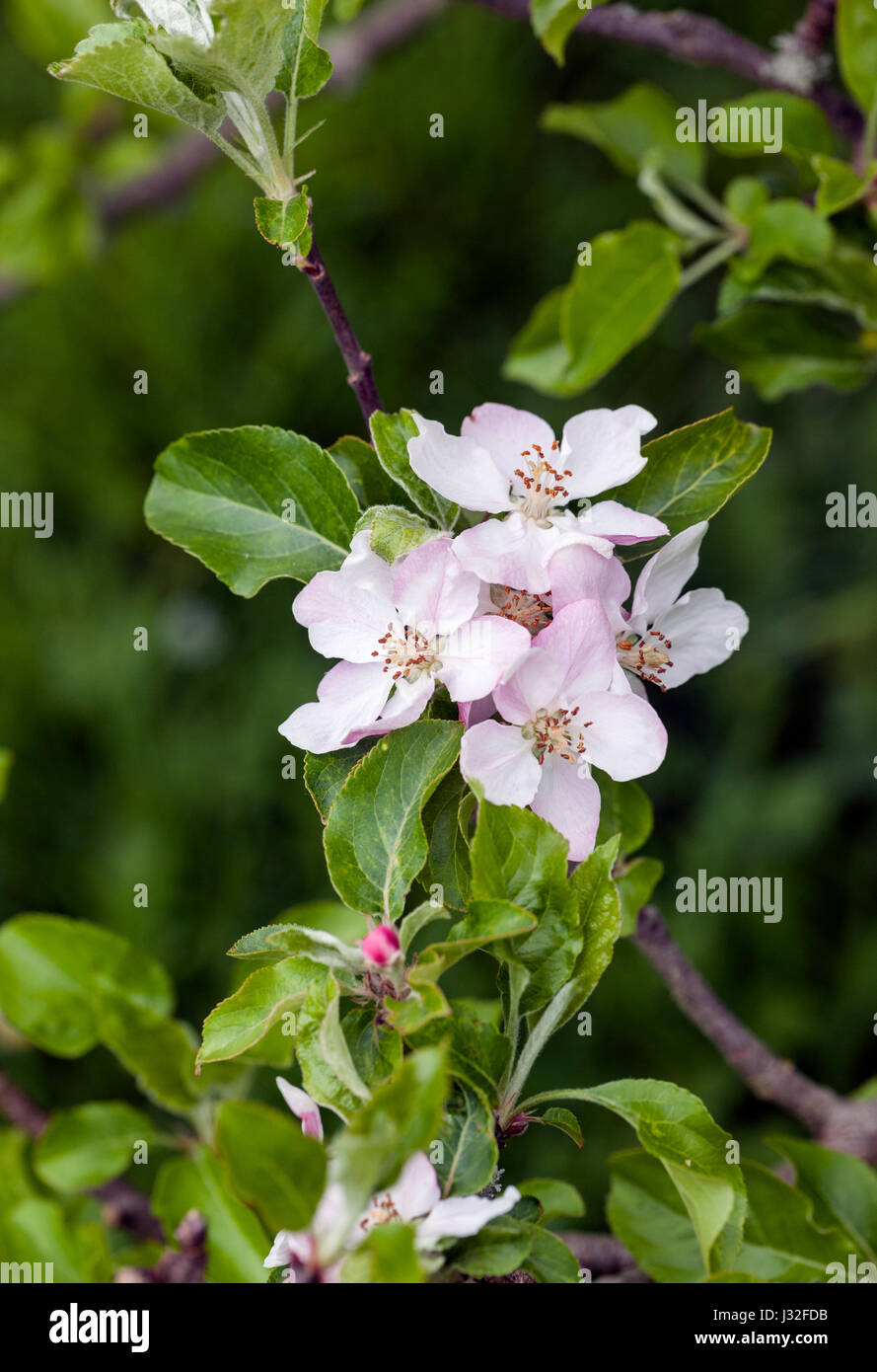 Malus domestica 'Woolbrook Pippin' Apfelblüte Nahaufnahme Blüte im Frühjahr, England, Großbritannien Stockfoto