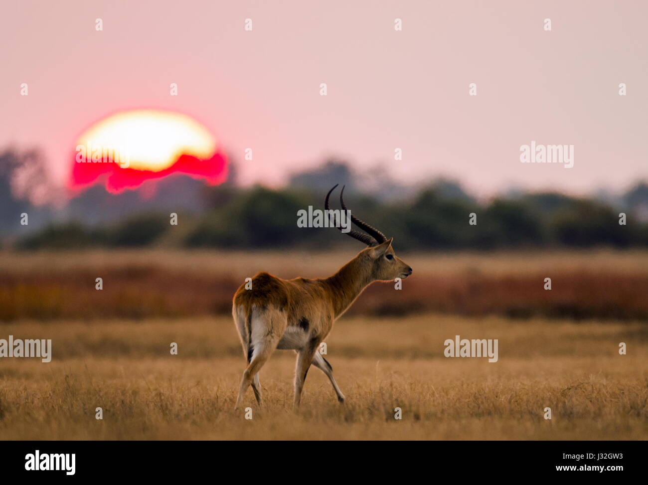 Antilope steht vor dem Hintergrund einer großen Sonnenaufgangssonne. Botswana. Okavango Delta. Stockfoto
