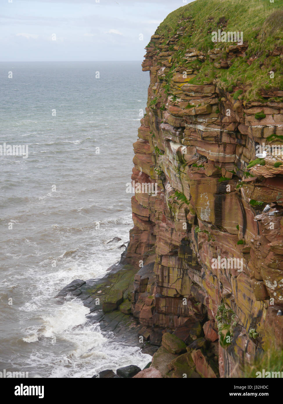 Die Felswand an der RSPB Natur reserve, St. Bees Head, Cumbria, England Stockfoto