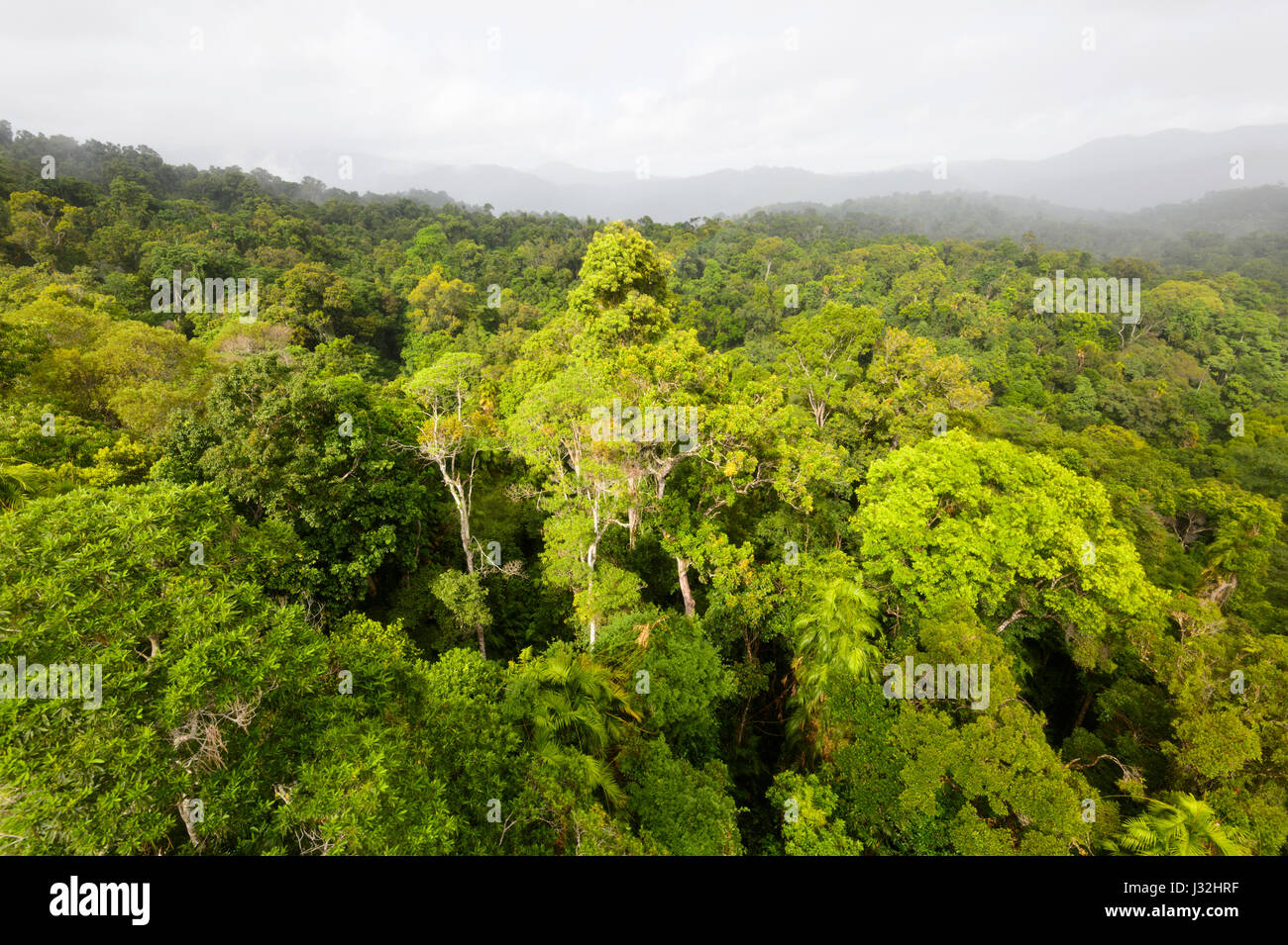 Unberührten tropischen Regenwaldes von Skyrail, in der Nähe von Cairns, Far North Queensland, FNQ, QLD, Australien gesehen Stockfoto